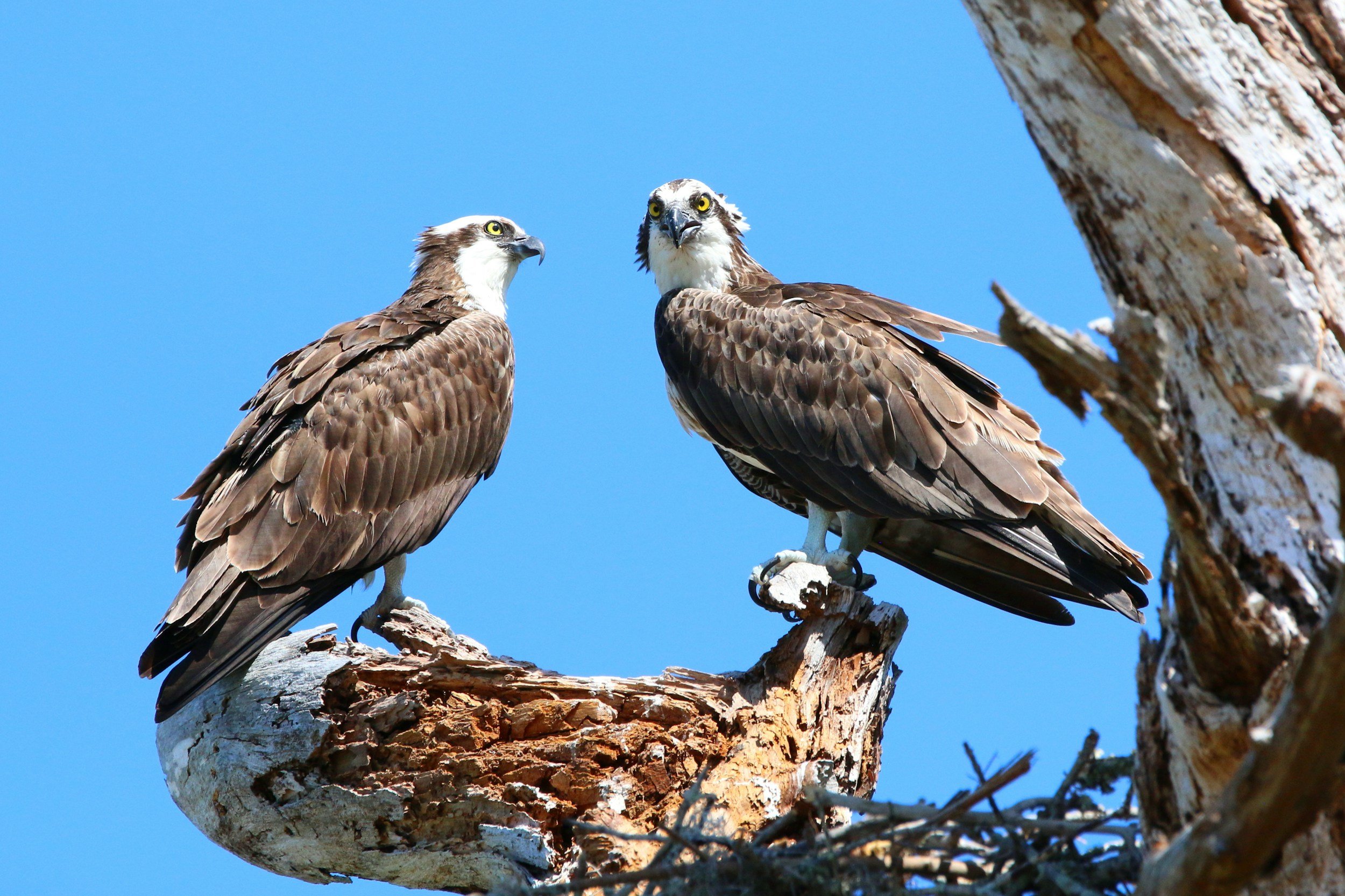 Protecting Migratory Birds