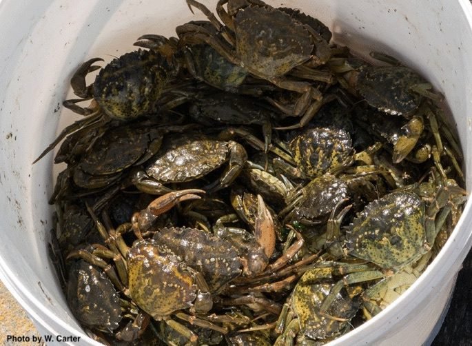 Tiny Invaders: Green Crabs