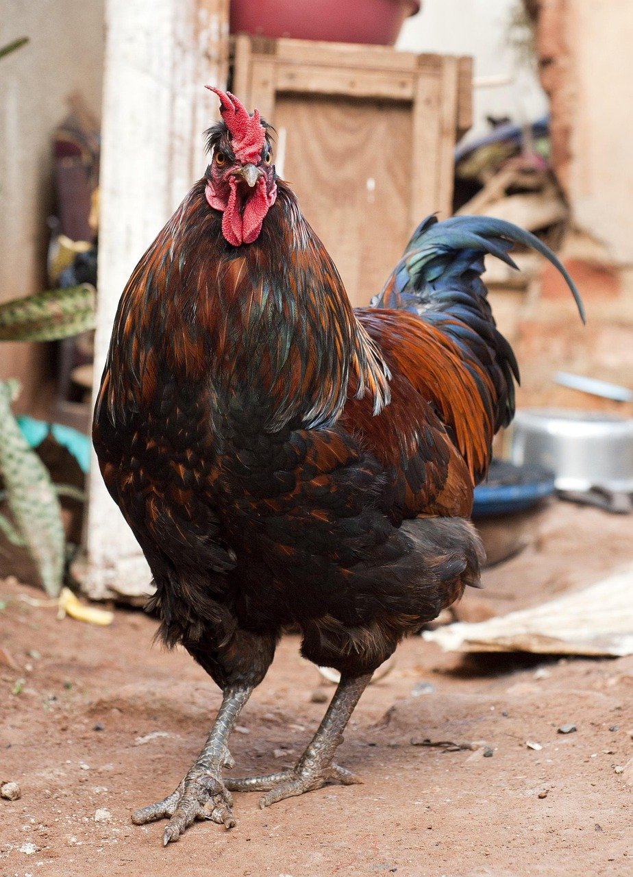 Roosters: The Crowned Kings
