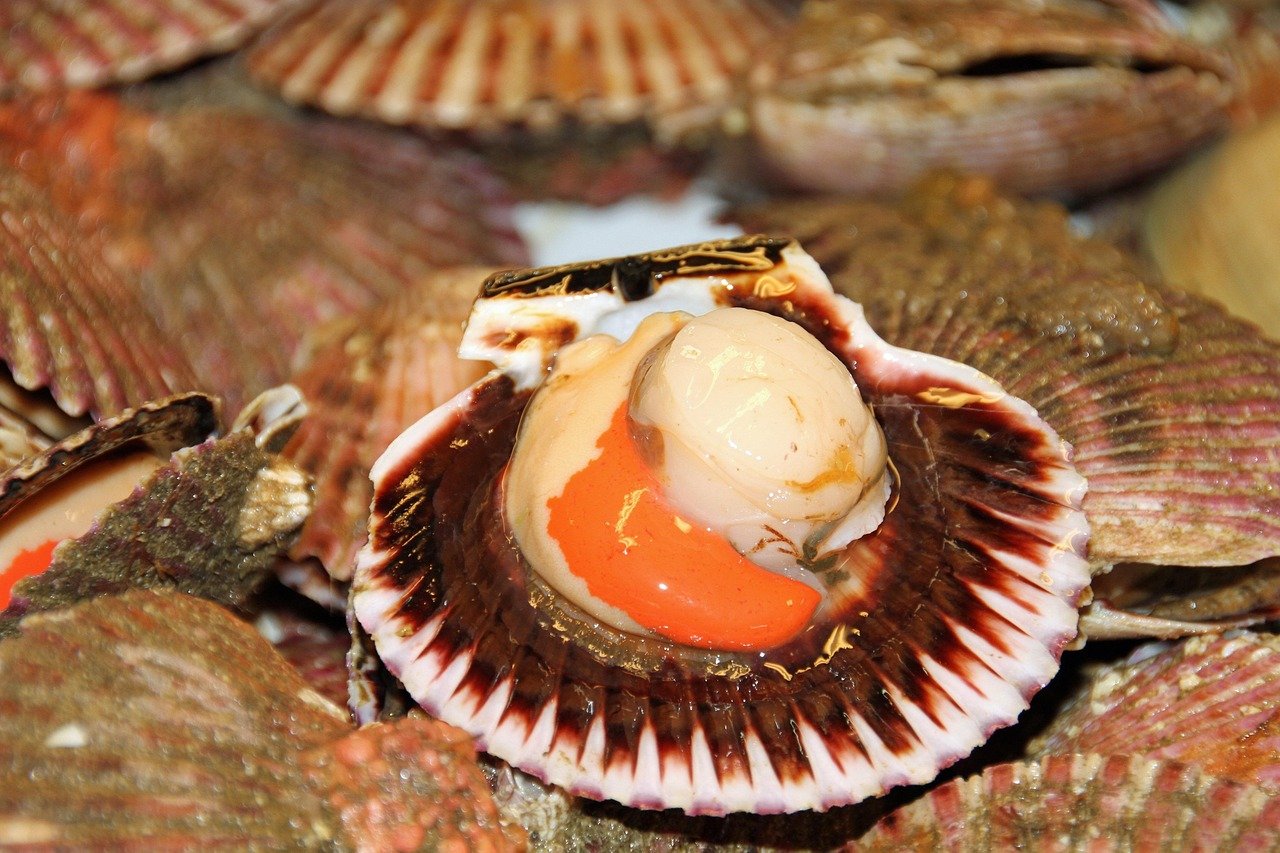 Shellfish Secrets: Clams, Scallops, & the Bays They Live In