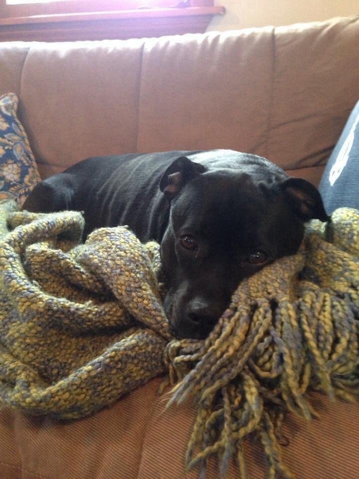 Why We Love Our Pets So Much