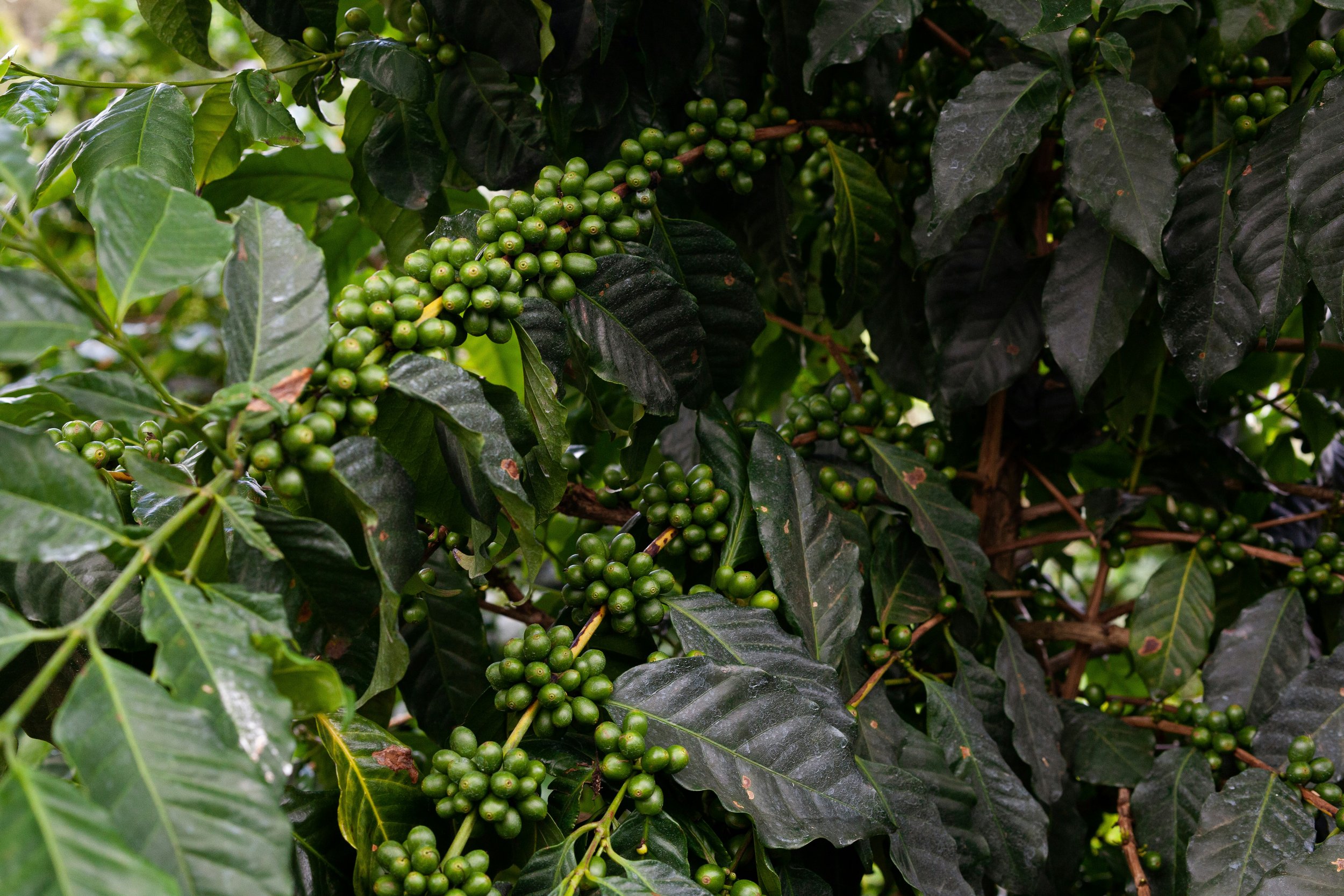 Why We Choose Shade Grown, Organic Coffee at Woods & Waters MV