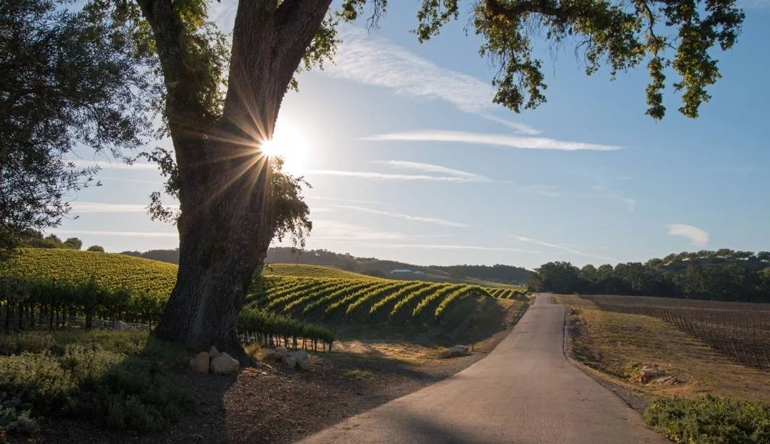 paso backroad vineyards.jpeg