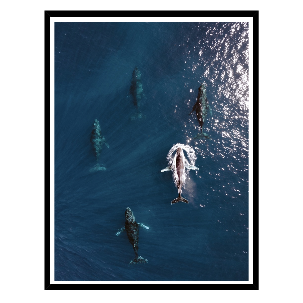 baleine.png