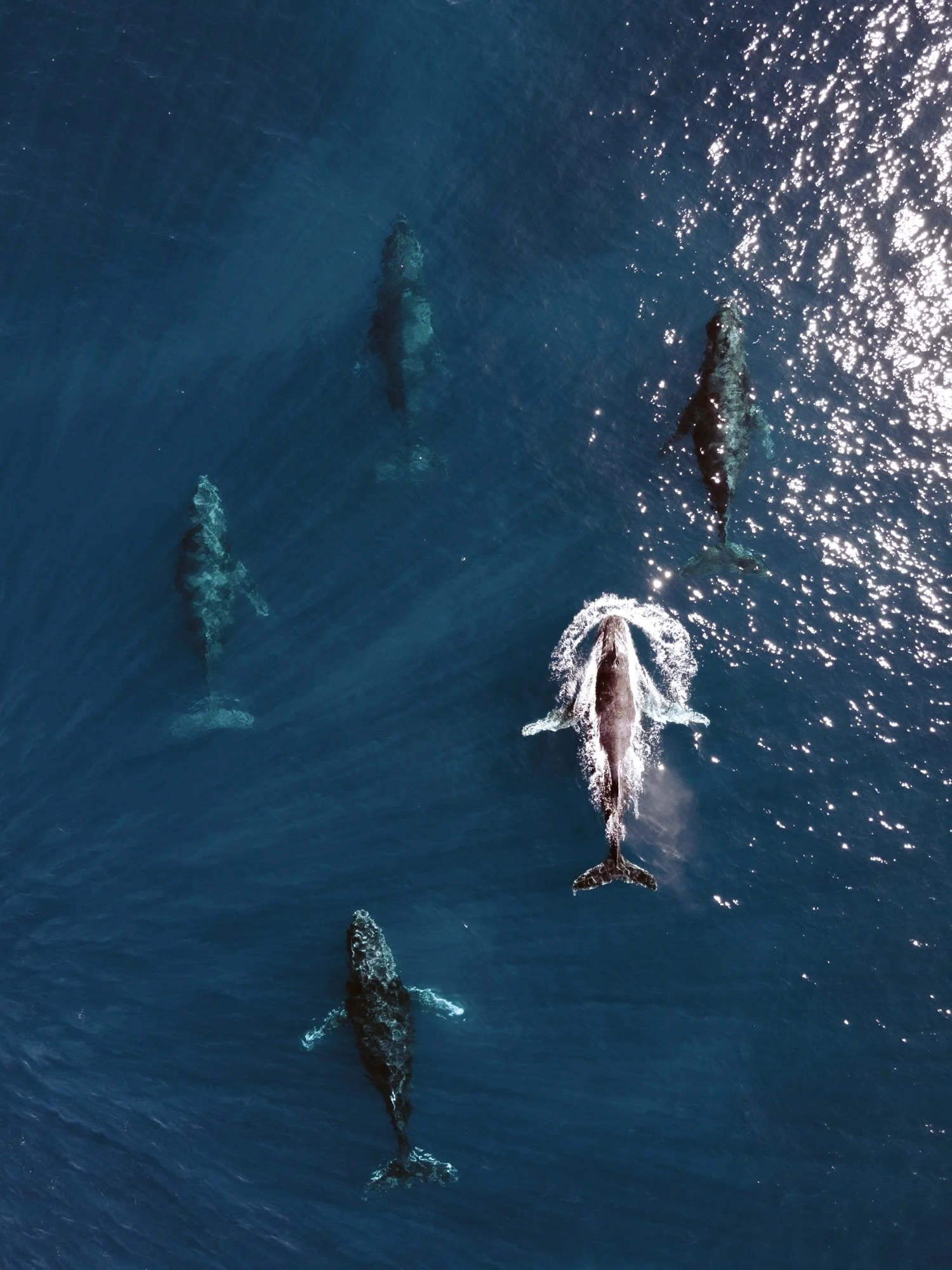 Baleine nageant dans l'océan