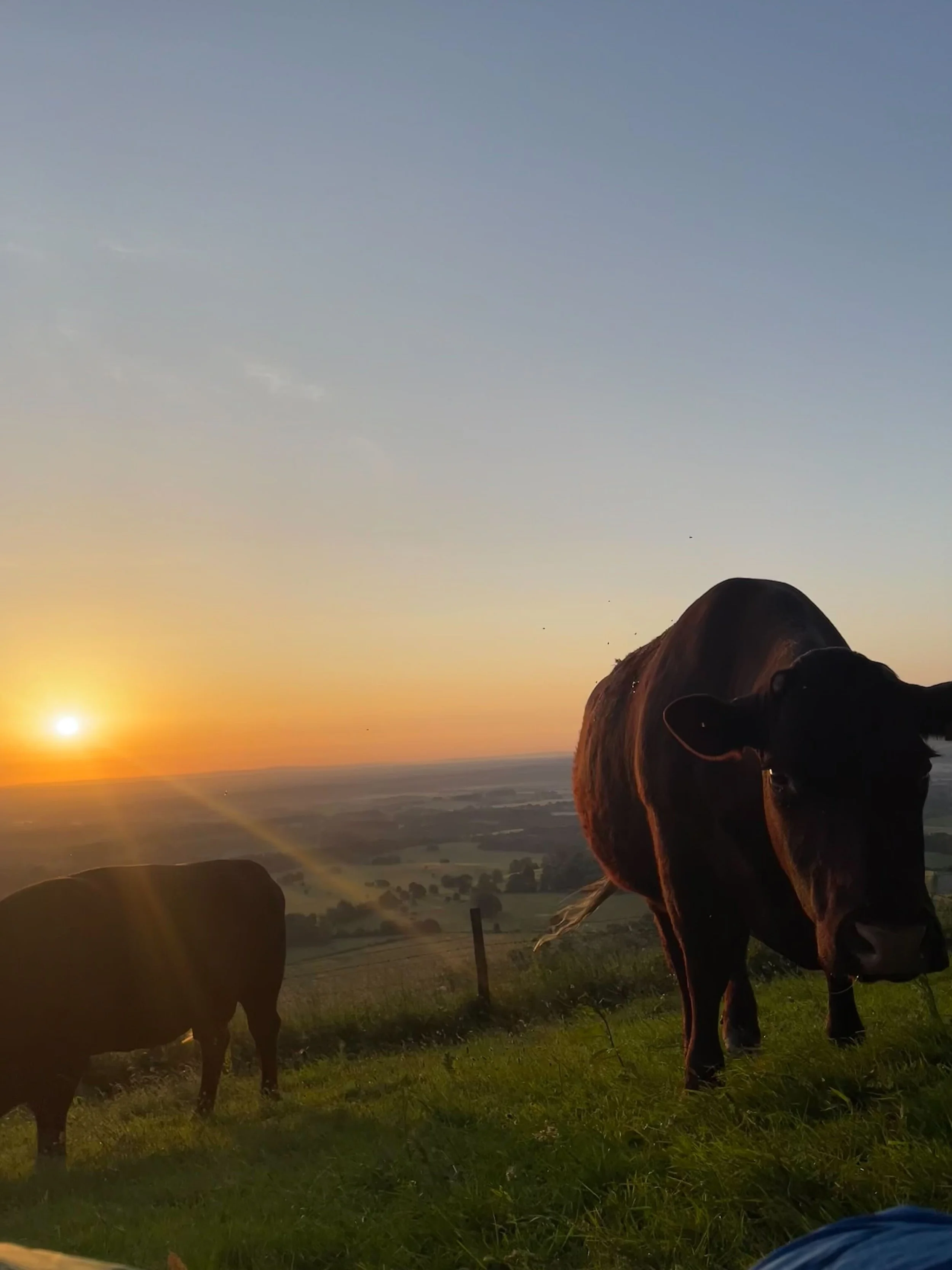 Happy Cows.jpg