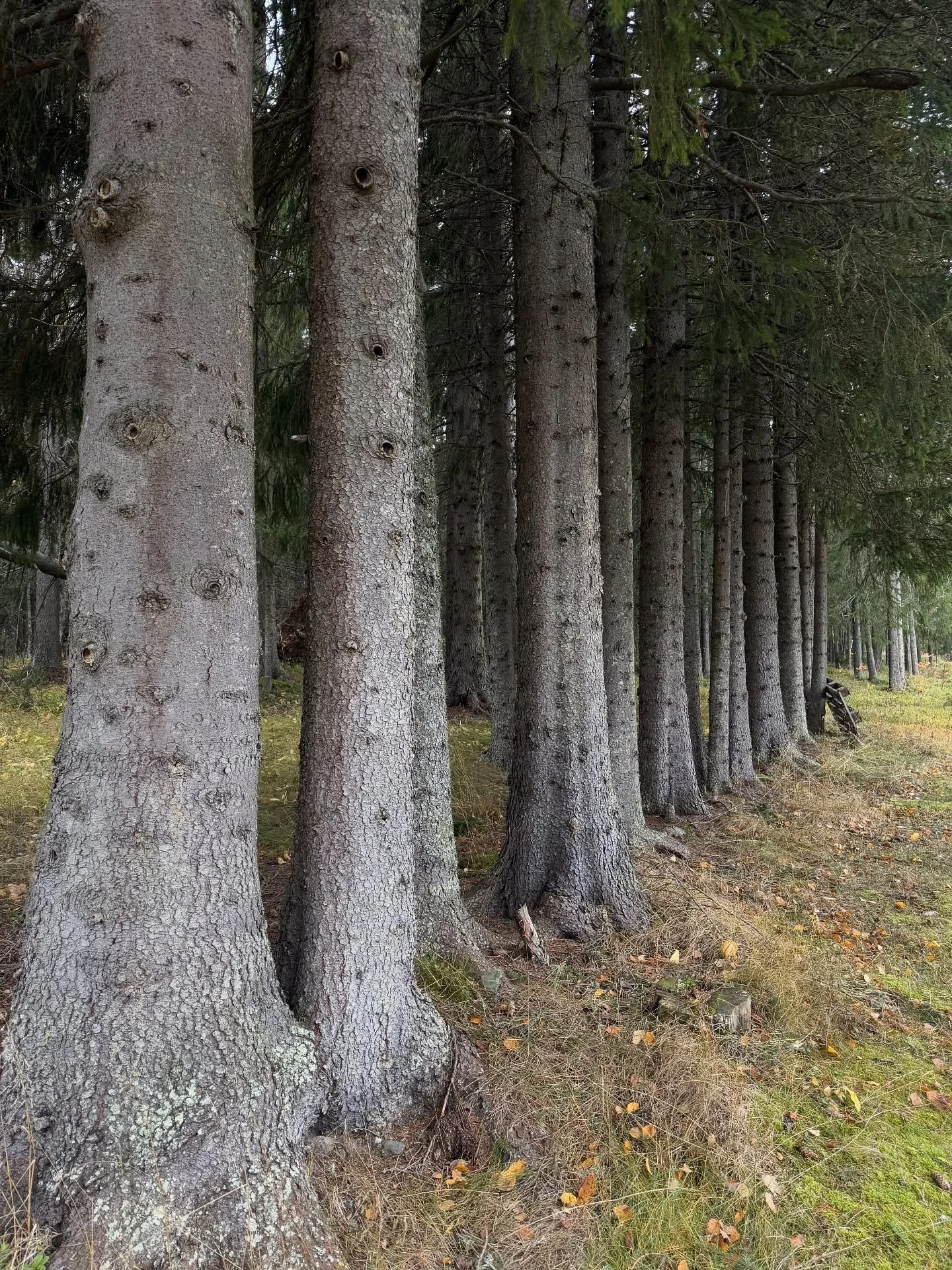 &Ouml;ppet i g&aring;rdsbutiken och galleriet p&aring; Jutbacken 2 i Vemdalen by.

Ons-Tors kl 11-16
Fre-L&ouml;r kl 10-17

V&auml;lkommen!