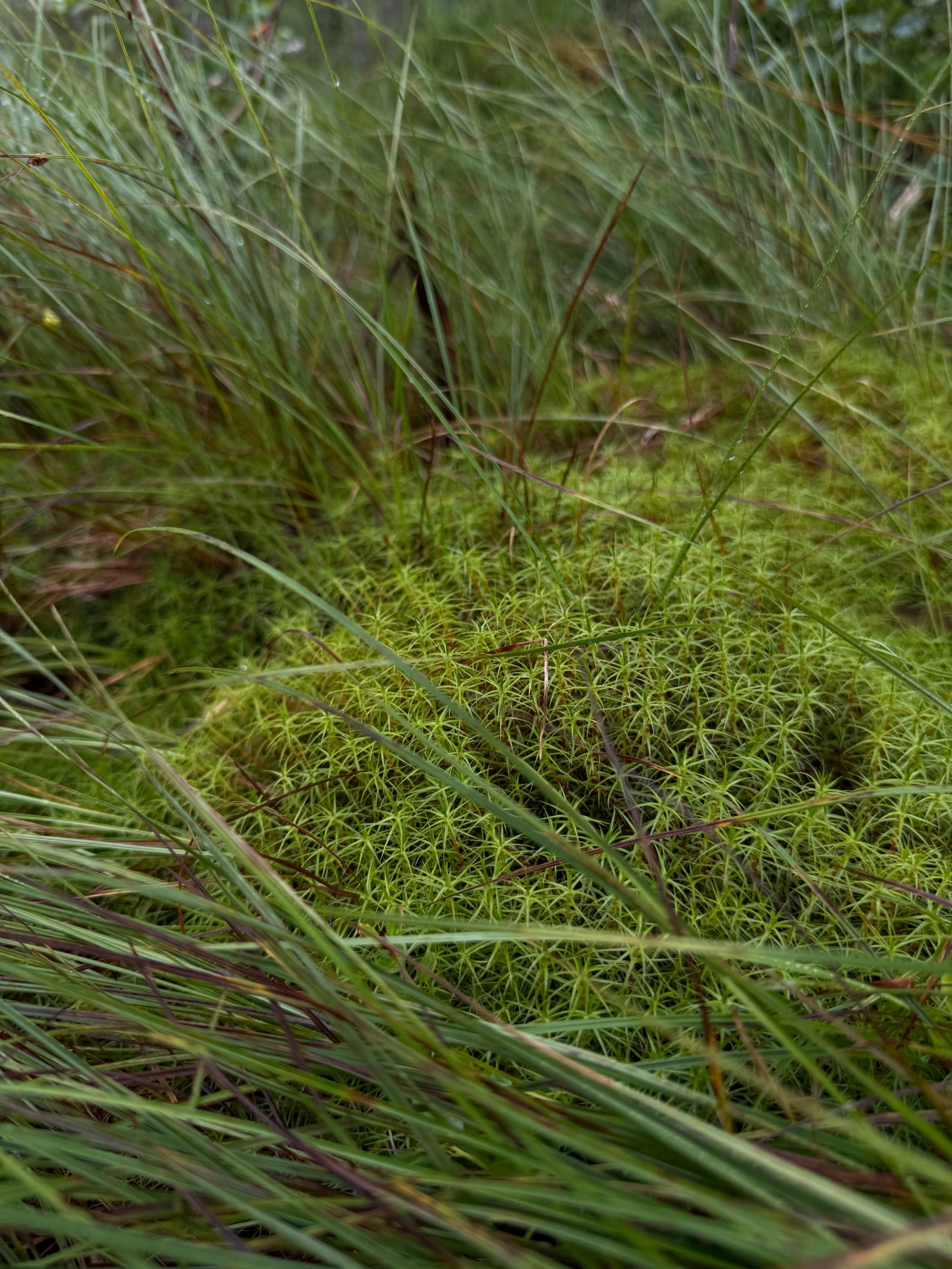 Just nu &auml;r det mycket tid i skogen och ute p&aring; myrarna. 🫐 B&auml;r plockas och det &auml;r n&aring;got fint med att g&aring; d&auml;r, leta, stanna upp och fylla hinken lite i taget.

Men jag samlar p&aring; annat ocks&aring;.

Ljuset mell