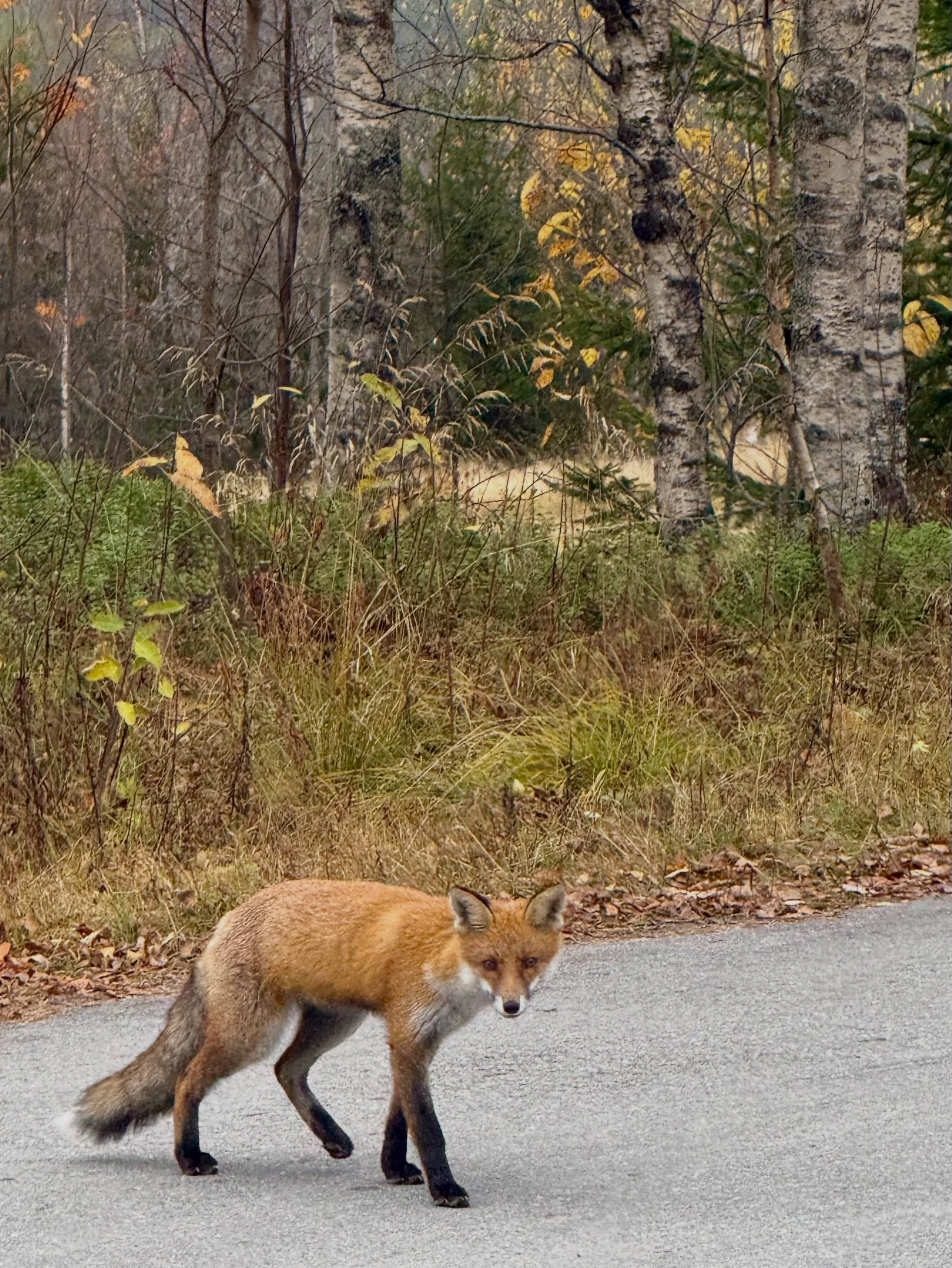 En vacker r&auml;v f&aring;ngar min blick &auml;ven idag. Jag ser en n&auml;stan dagligen n&auml;r jag &auml;r i H&auml;rjedalen. Fina m&ouml;ten 🧡

📸 iPhone 16 Pro Max

#byMalott #R&auml;v #SvenskNatur #Naturens&Ouml;gonblick #Wildlife
