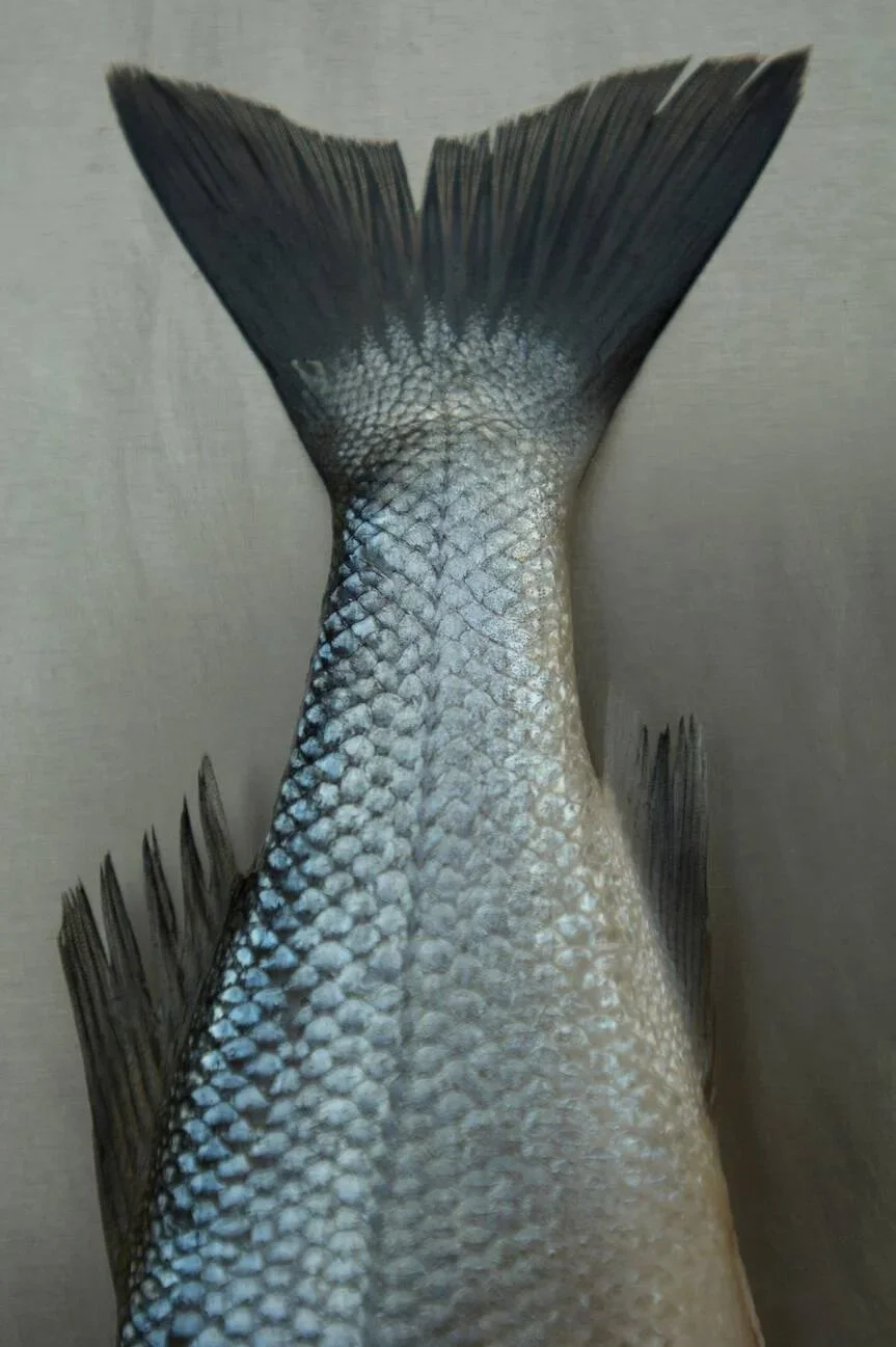 Close-up of a fish's tail and body with silver scales and fins.