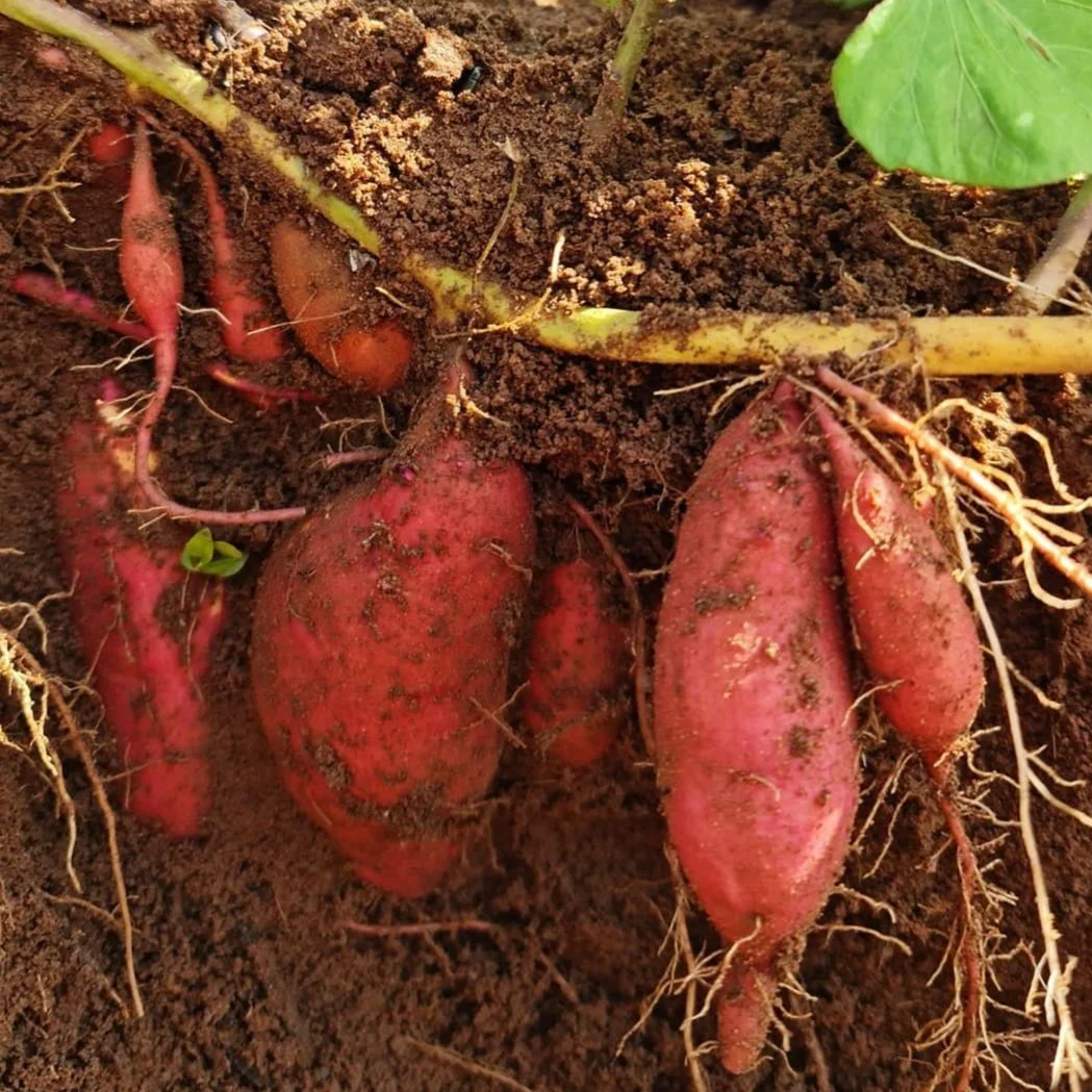 Sweet potatoes growing in the soil, partially covered in dirt.