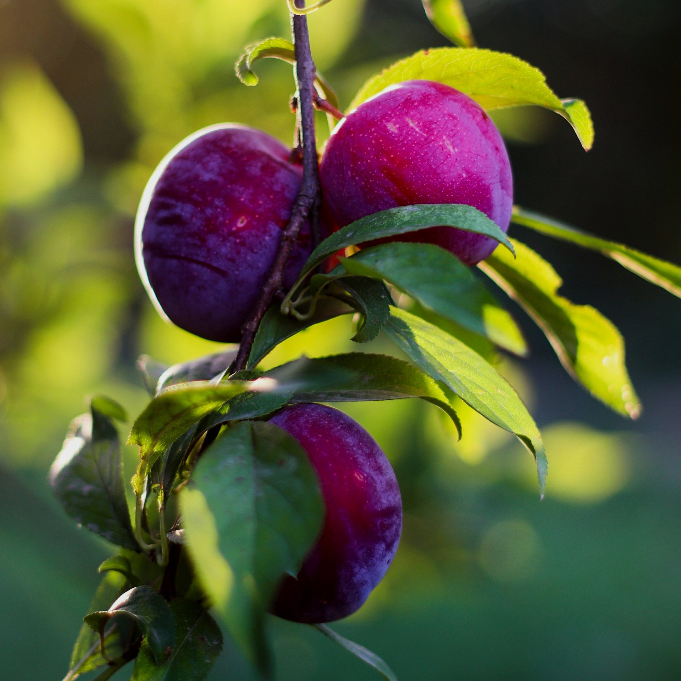 Close-up of purple and red plums growing on a tree branch with green leaves surrounding them.