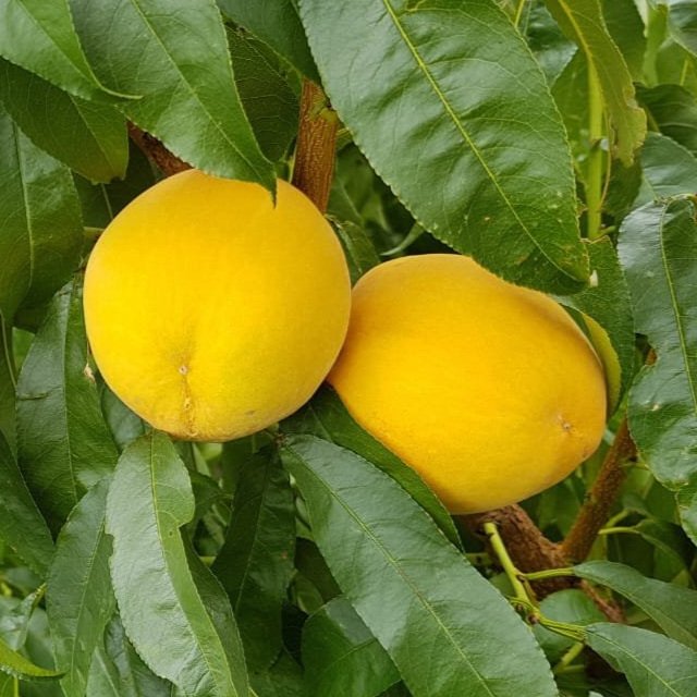 Two ripe yellow peaches hanging among green leaves on a peach tree.