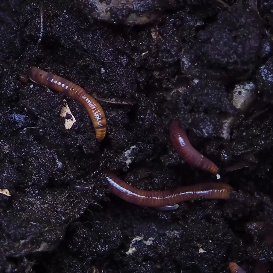 Image depicting Earthworms writhing in ground