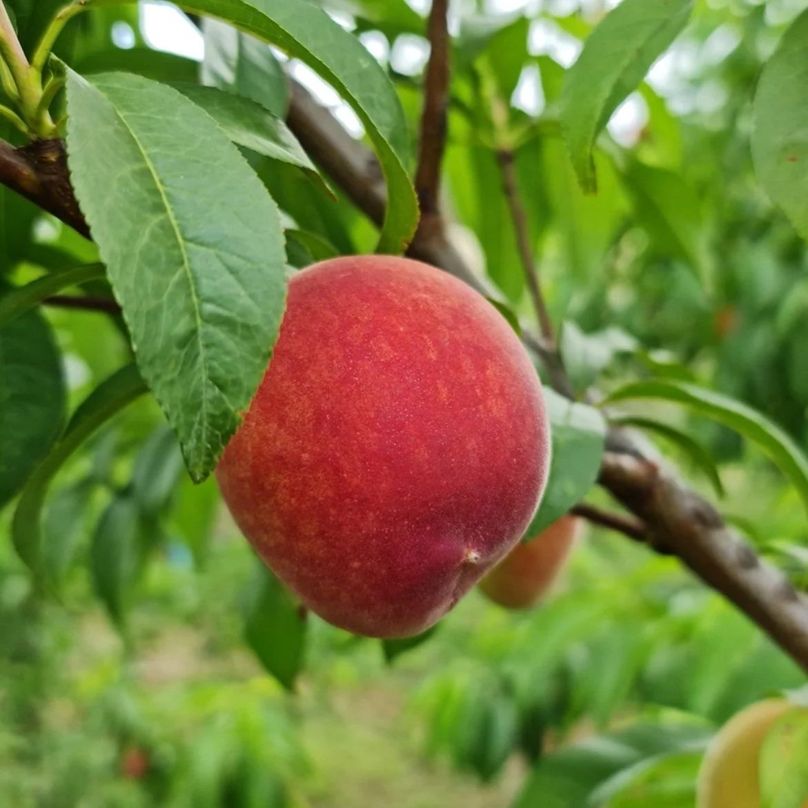 A ripe peach hanging on a tree branch surrounded by green leaves.