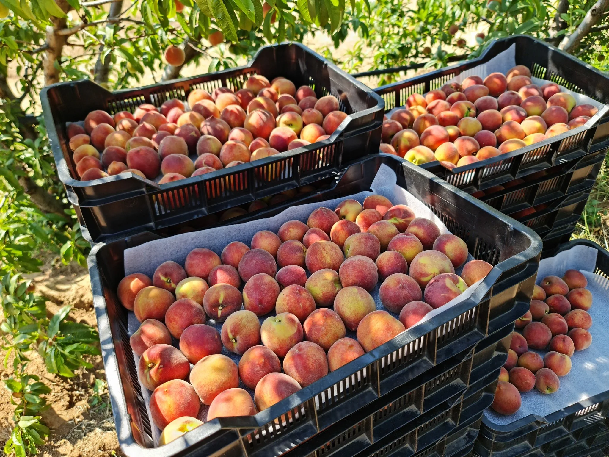 Plastic crates filled with ripe peaches are placed on a gray cloth in an orchard.