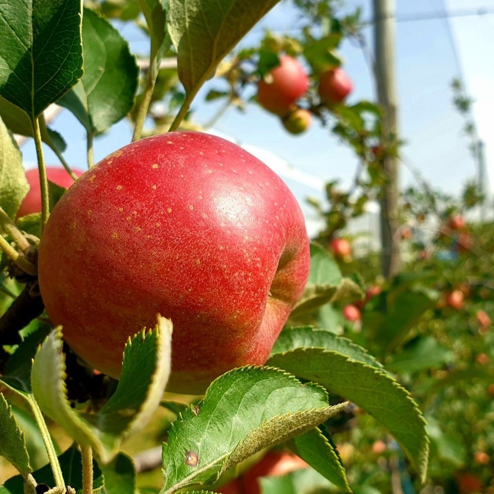 A ripe red apple on a tree branch with green leaves, sunlight shining on it, in an orchard setting.