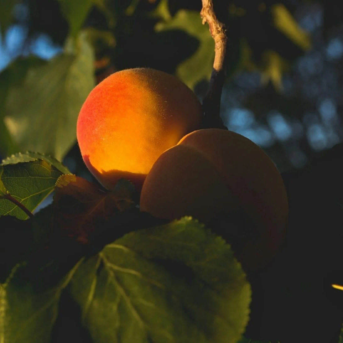 Close-up of two peaches on a tree branch, illuminated by sunlight, with green leaves around them, in an outdoor setting.