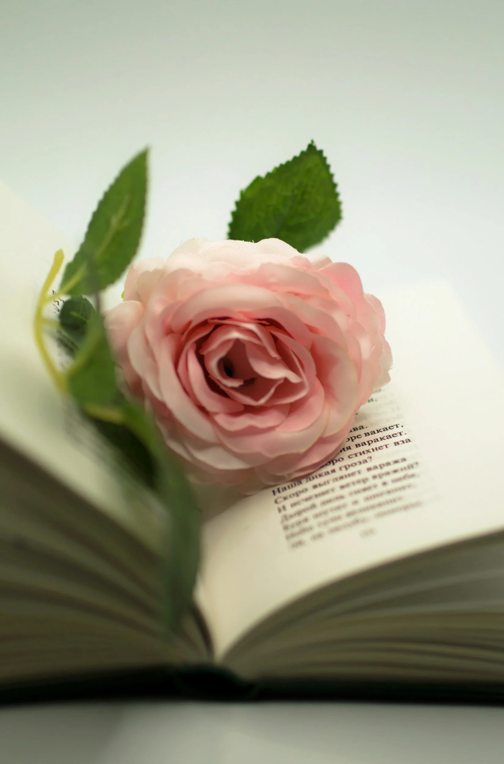 A hardcover book open on a white surface with a pink rose and green leaves resting on the pages.