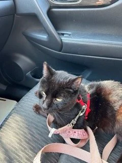 Black Cat on the way to Golden Bone Pet Resort 