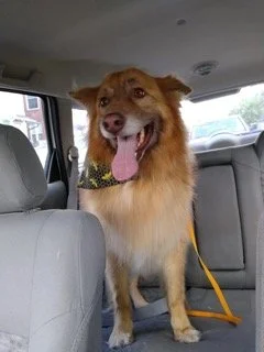 Dog in the back of the car on the way to Golden Bone Pet Resort 