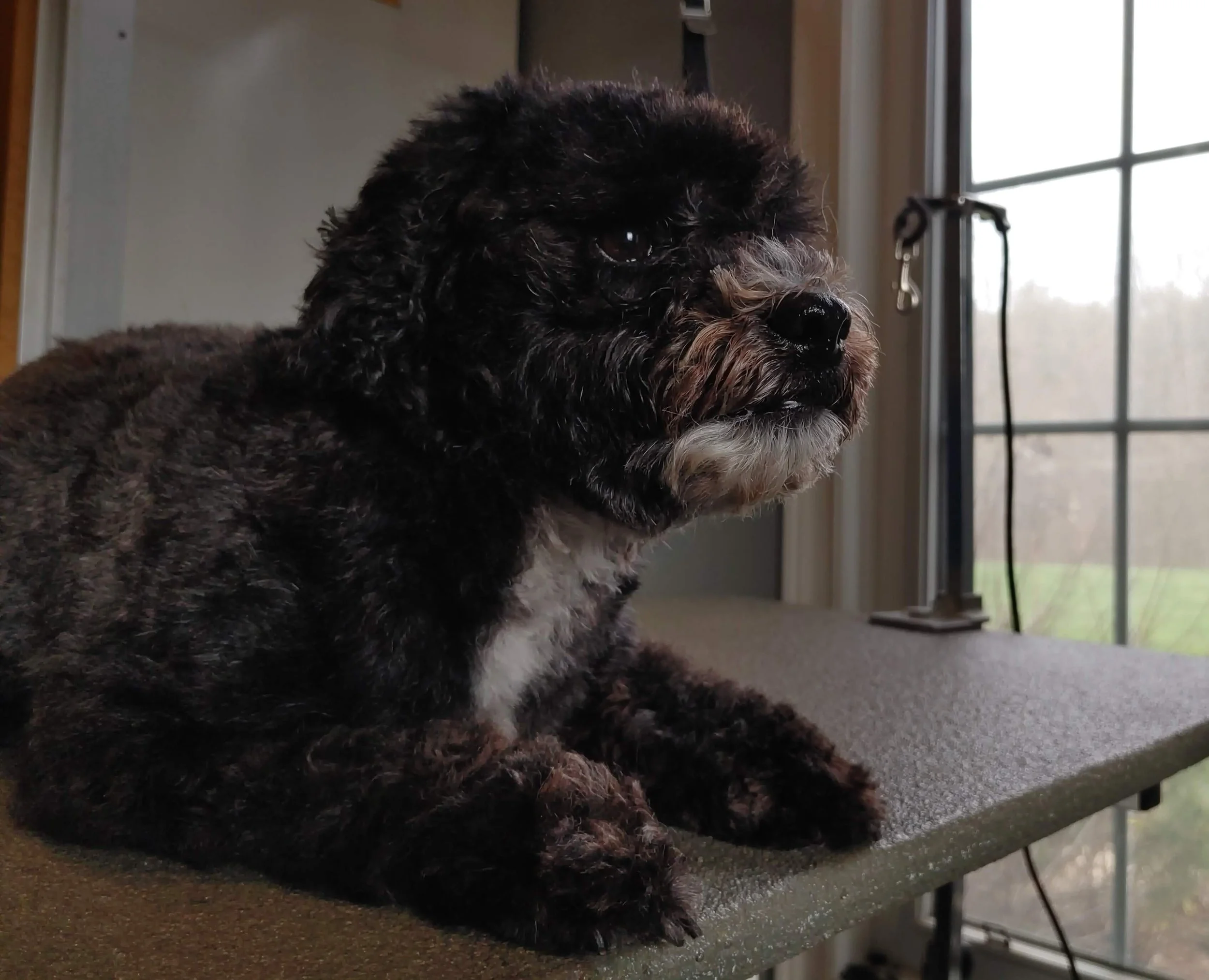Hollywood Paws Grooming Brant