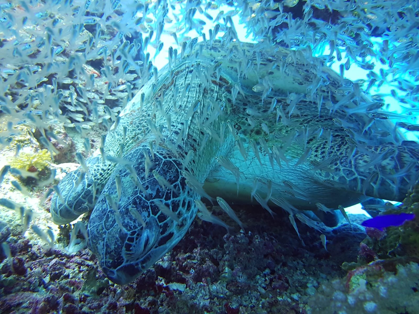 Is Hurghada Good for Beginner Divers? (2025 Guide)