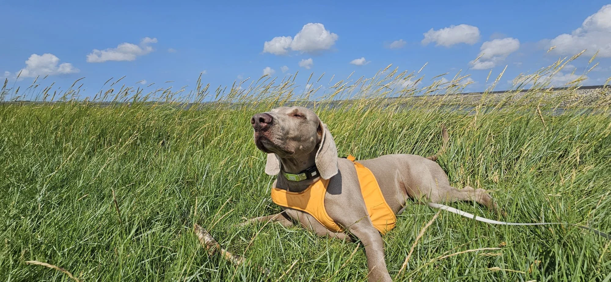 Ein grauer Windhund liegt entspannt im hohen grünen Gras in einer offenen Landschaft mit blauen Himmel und wenigen Wolken, trägt eine orange Weste und ein Halsband.