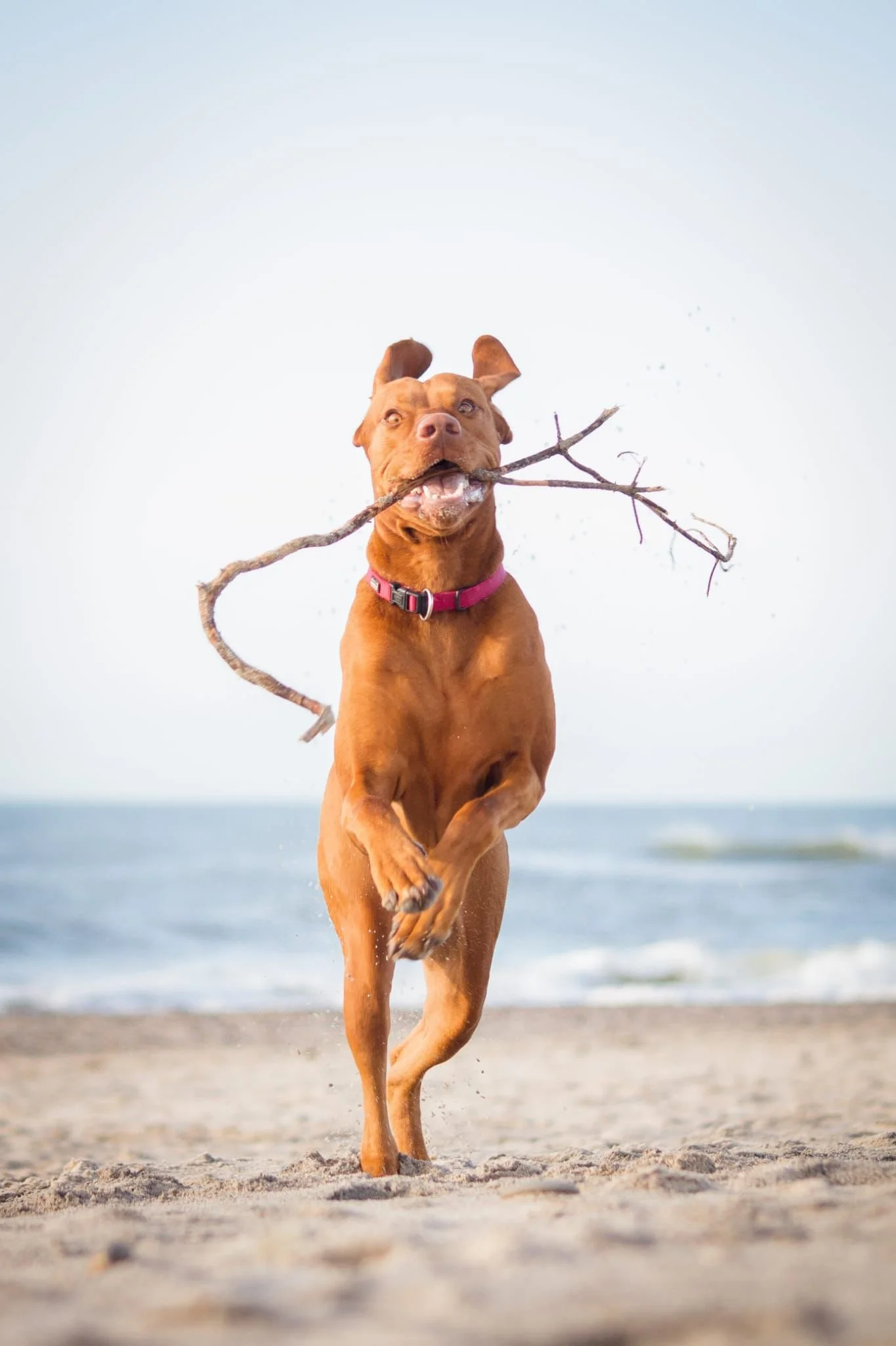 Ein brauner Hund läuft am Strand und trägt einen Stick im Maul.