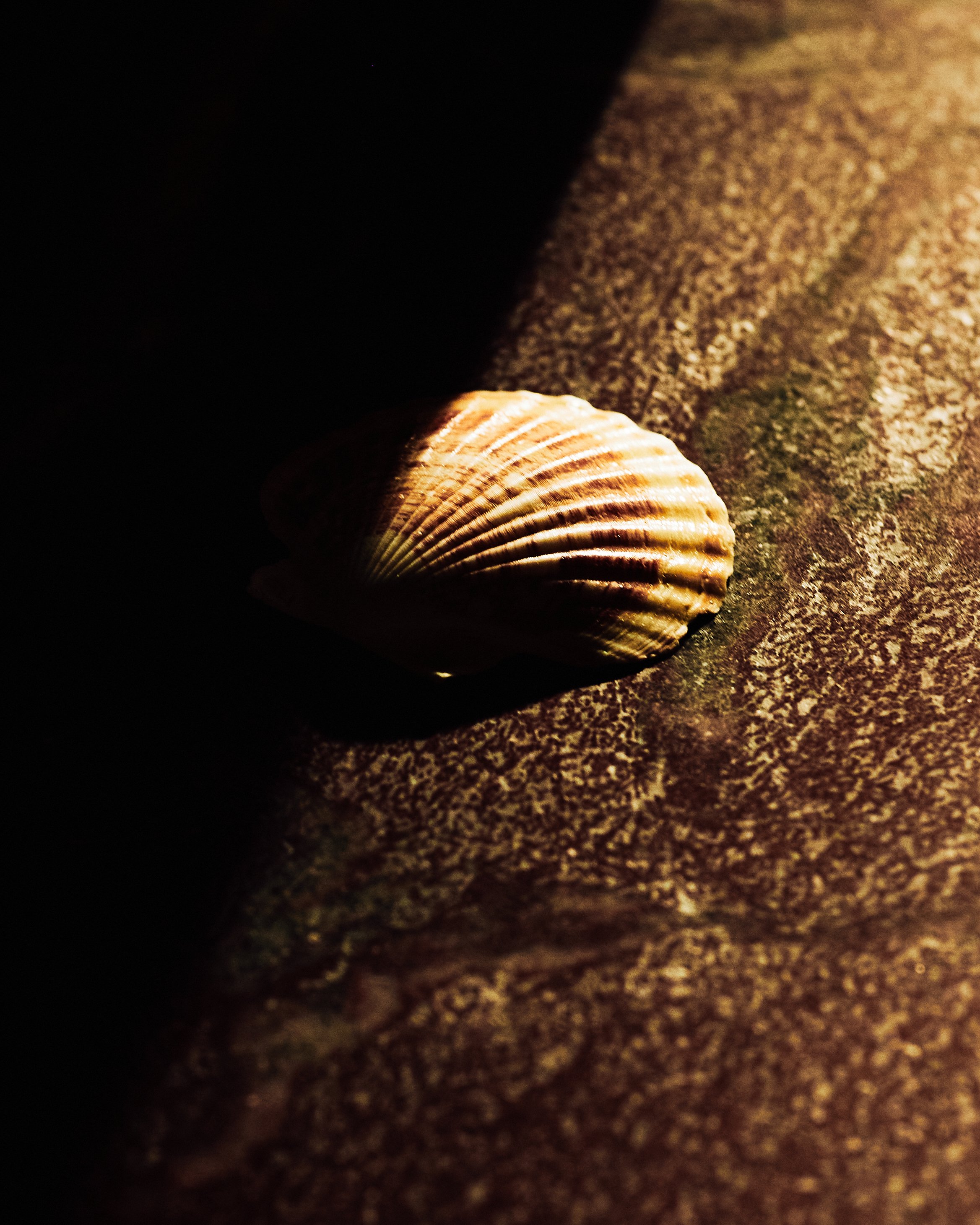 Dasha Kucher0242_edit1.jpg