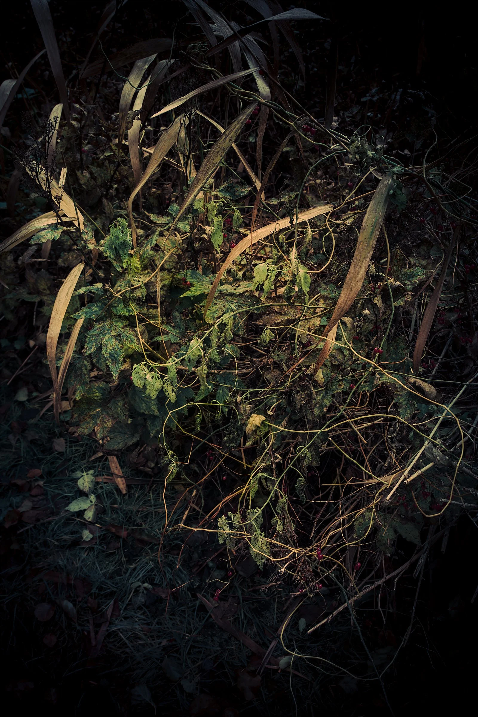 Kati Kalkamo fine art prints I am here