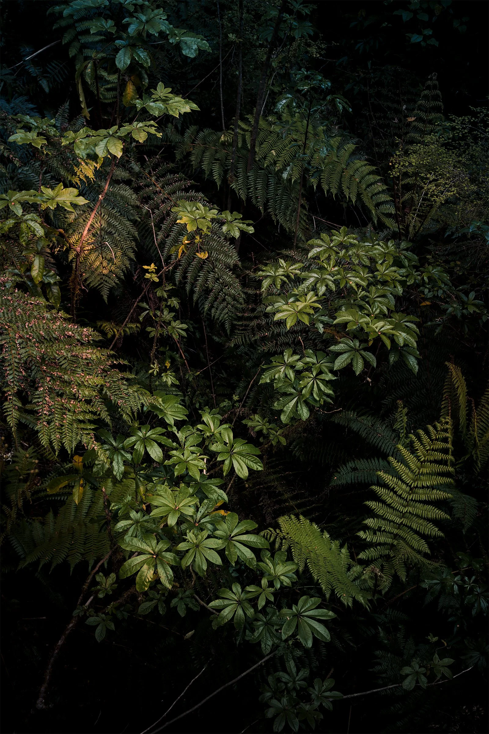 Kati Kalkamo fine art prints We all shine