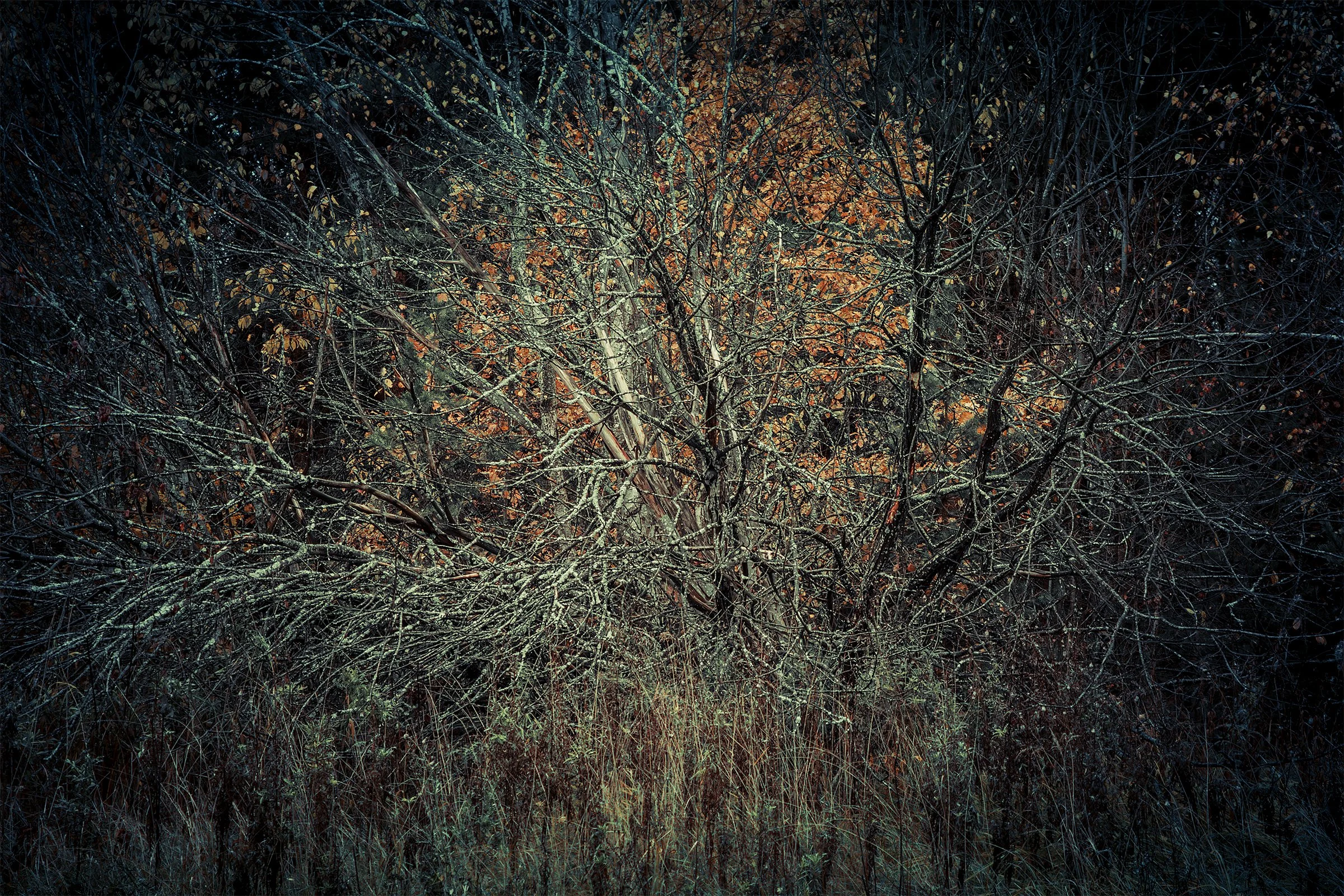 Kati Kalkamo fine art prints Now you can see me