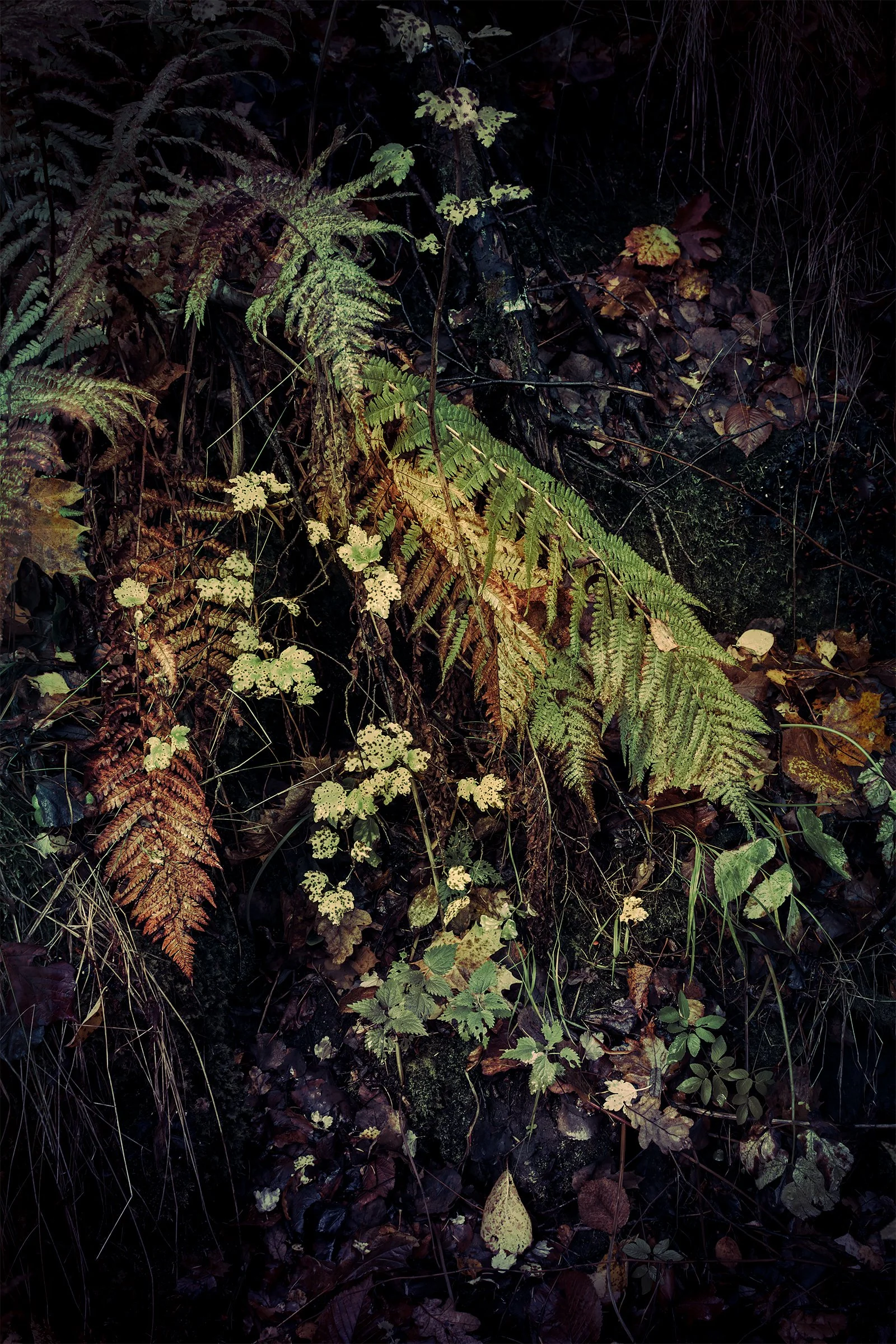 Kati Kalkamo fine art prints Elegance of a ditch