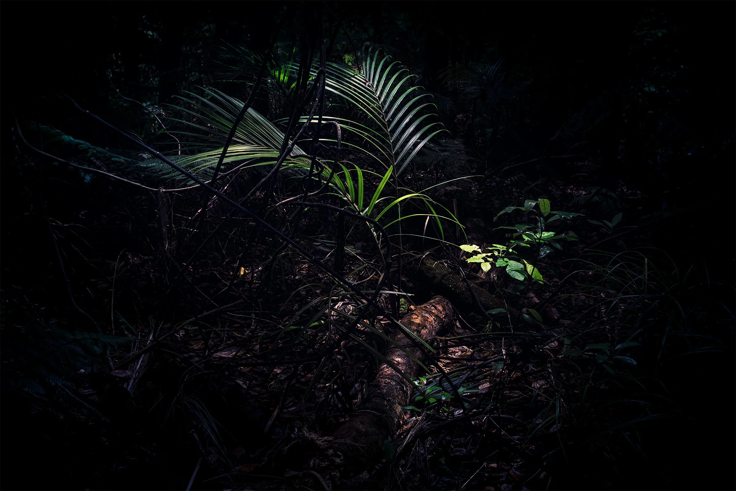 Kati Kalkamo fine art prints Don't linger