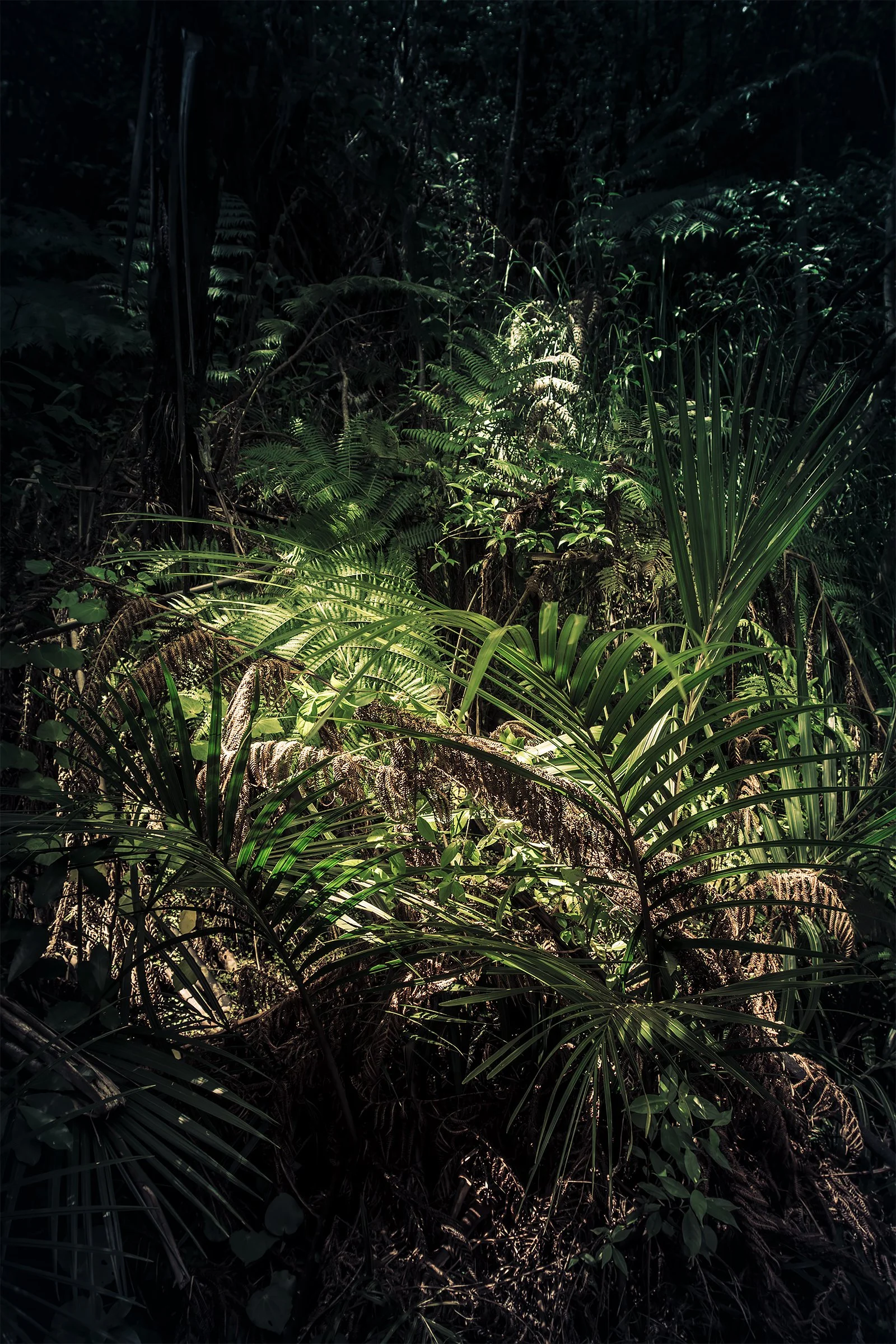 Kati Kalkamo fine art prints Peel those layers