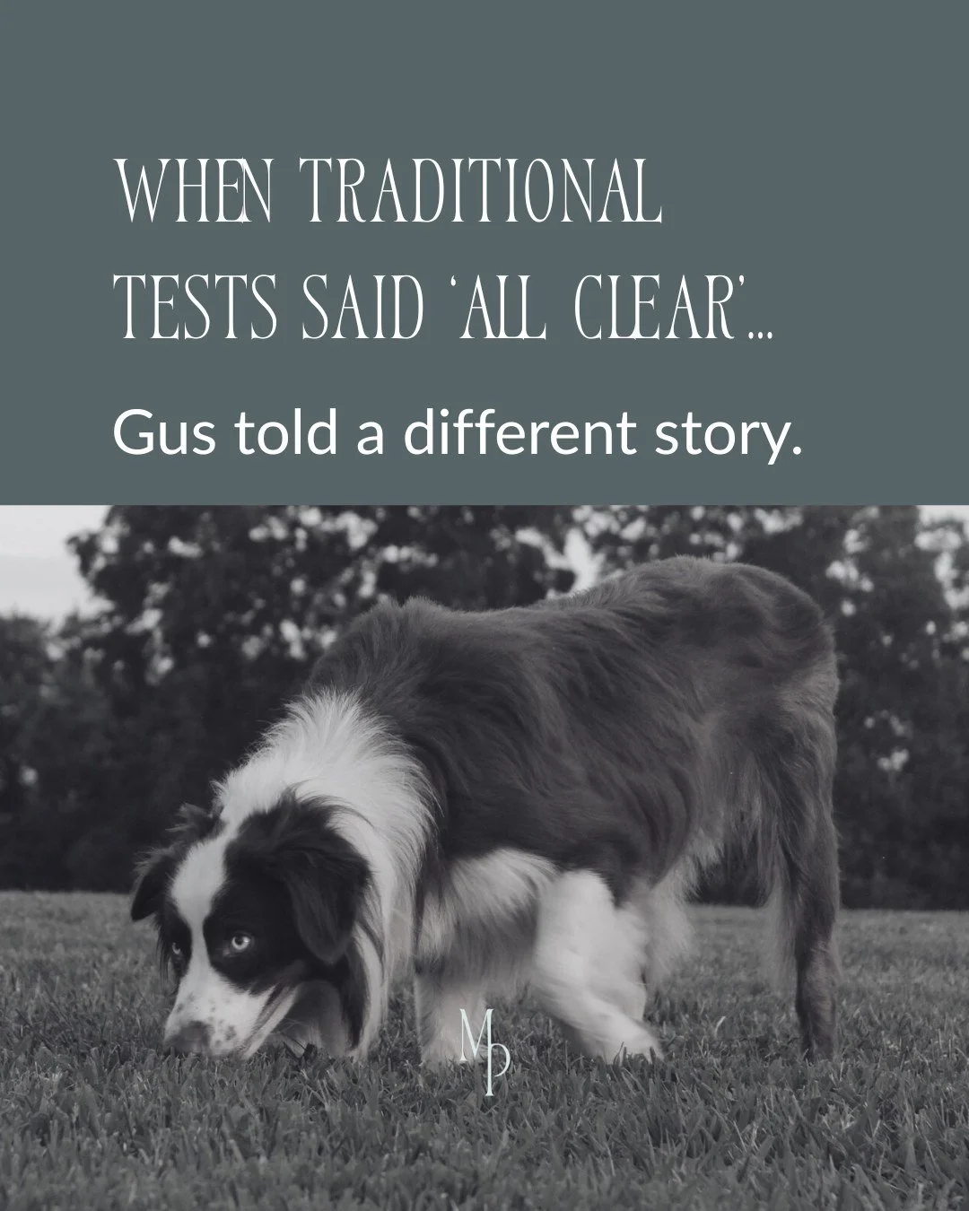 When tests said &ldquo;all clear,&rdquo; Gus told a different story. 

👉 Windows, bedroom walls, a bathroom floor, patio doors, even a child&rsquo;s pillow.
 Every single one Gus marked was later confirmed by a building biologist and lab analysis.

