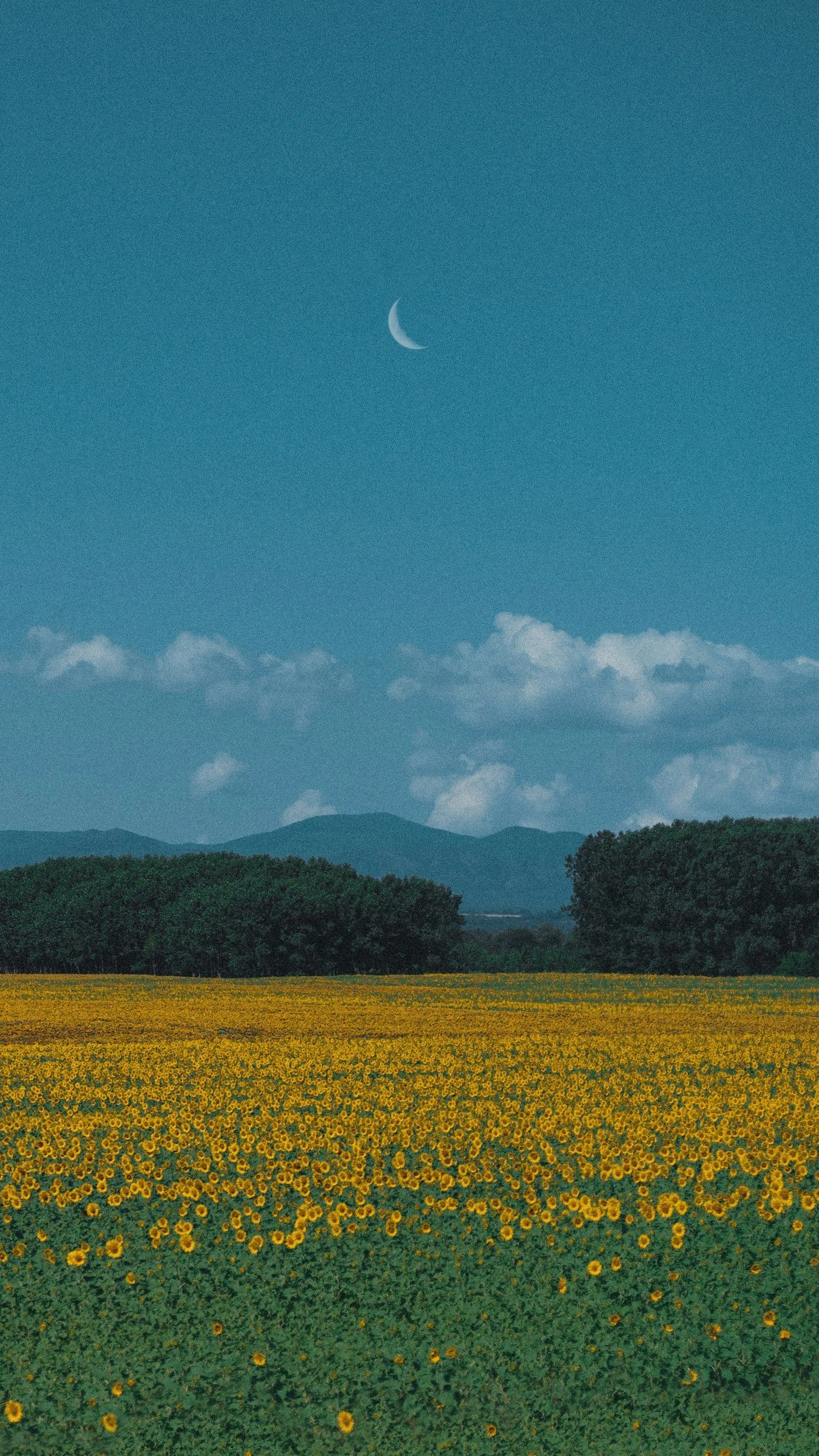 A landscape of yellow sunflower field, green trees, mountain range in the distance, and a blue sky with scattered clouds and a crescent moon.