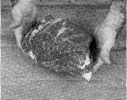 A person slicing a loaf of bread with a bread knife.
