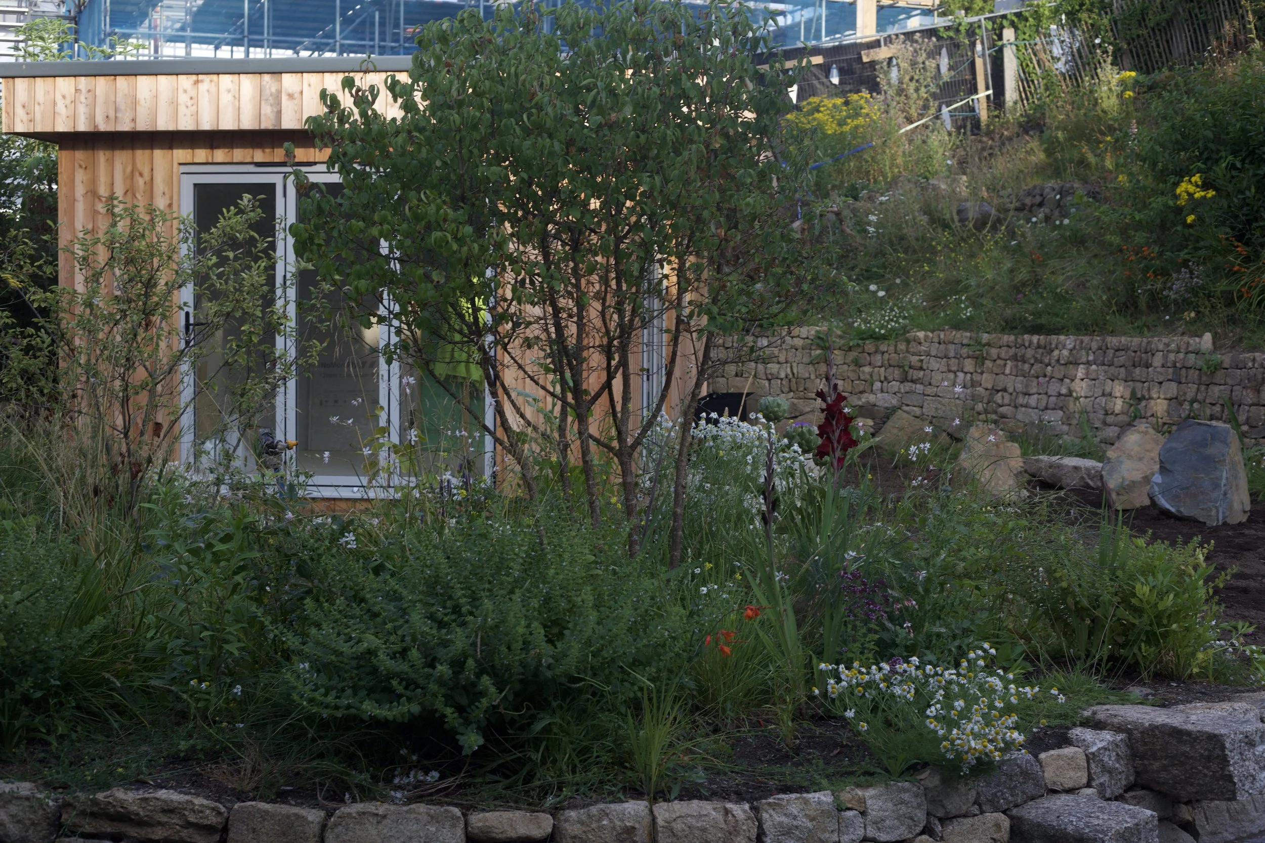 Multistem tree and edible planting