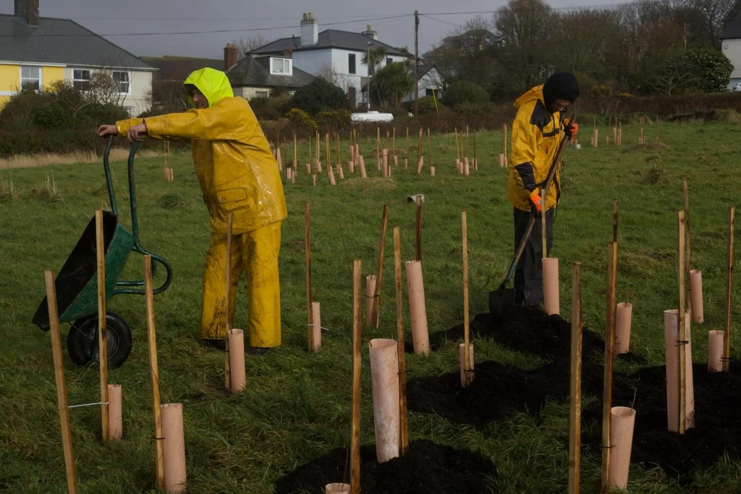 Reasons to be cheerful! 

Stage 2 complete of our wilding project in collaboration with Forests4Cornwall.

Here we have planted high density pockets of native scrub mix. Hawthorn, willow, blackthorn, crab apple, elder and other. 

These are then inte