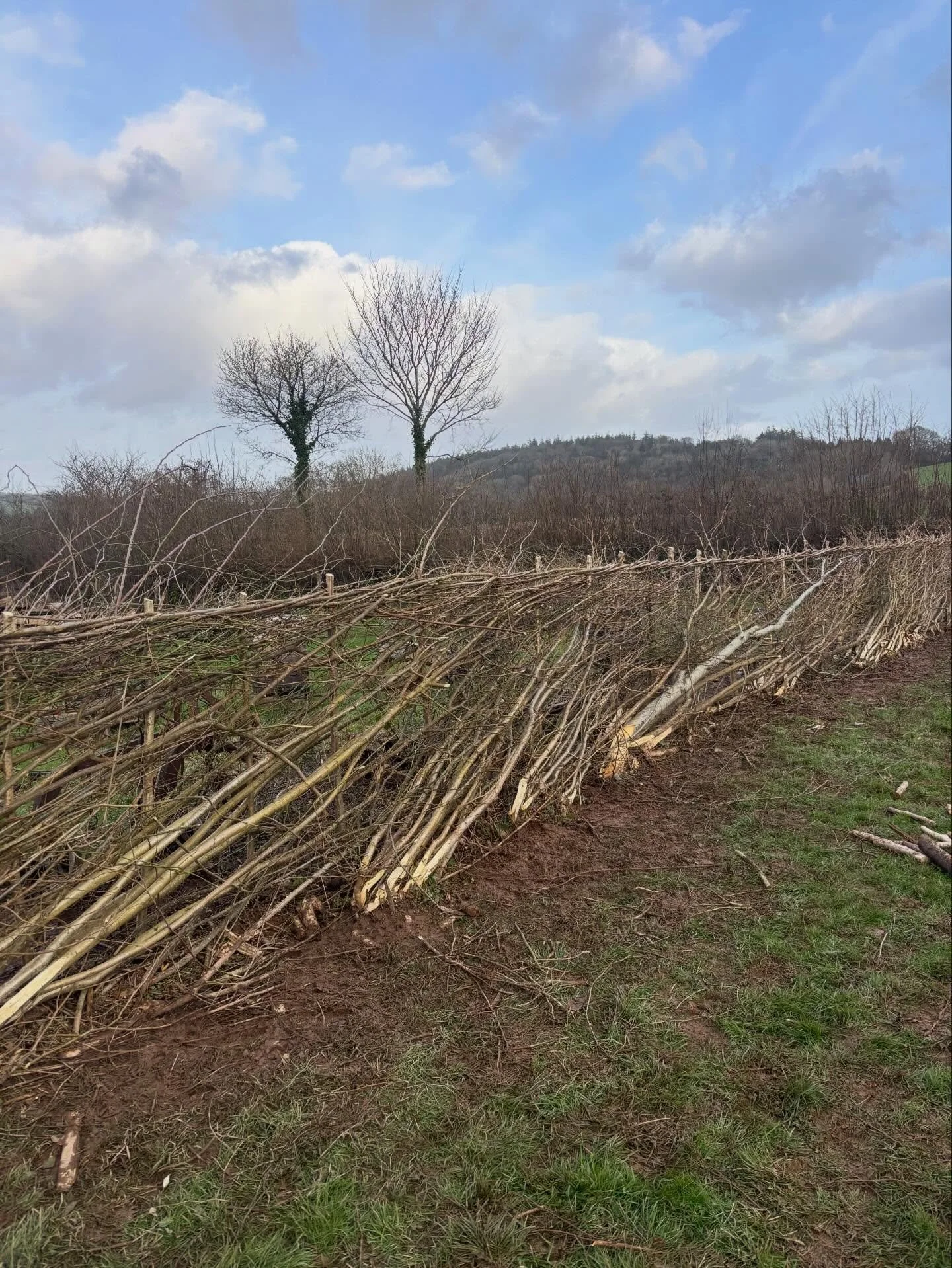 MIDLANDS STYLE HEDGELAYING - STAKE AND BINDERS STYLE

Stretch of mixed hedge laid in the midlands style, been a brilliant few days out with @properedges. 

Binders on top of a staked style of laid hedge, which helps to give strength to the state line