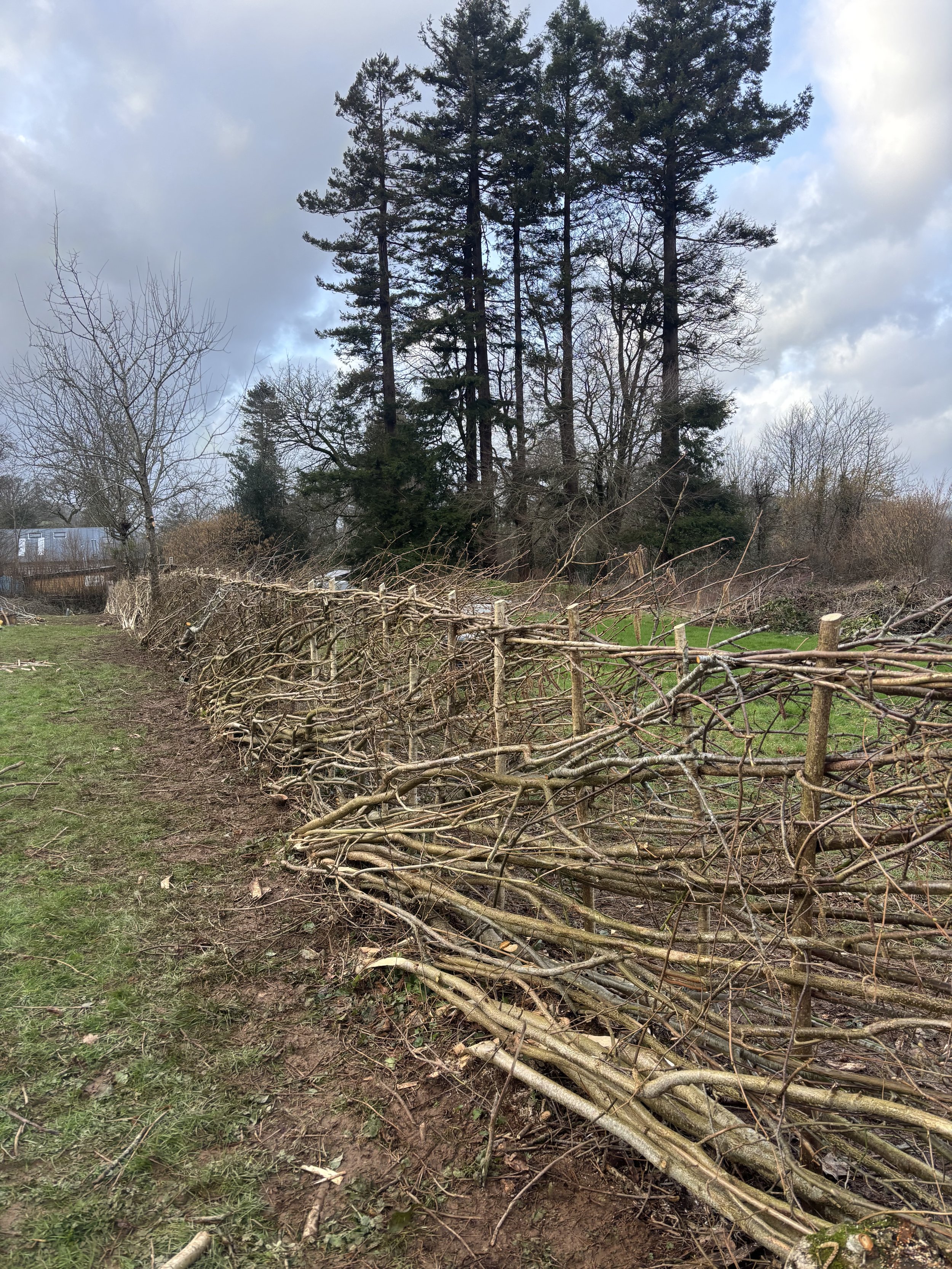 Hedgerow laid in the midlands style
