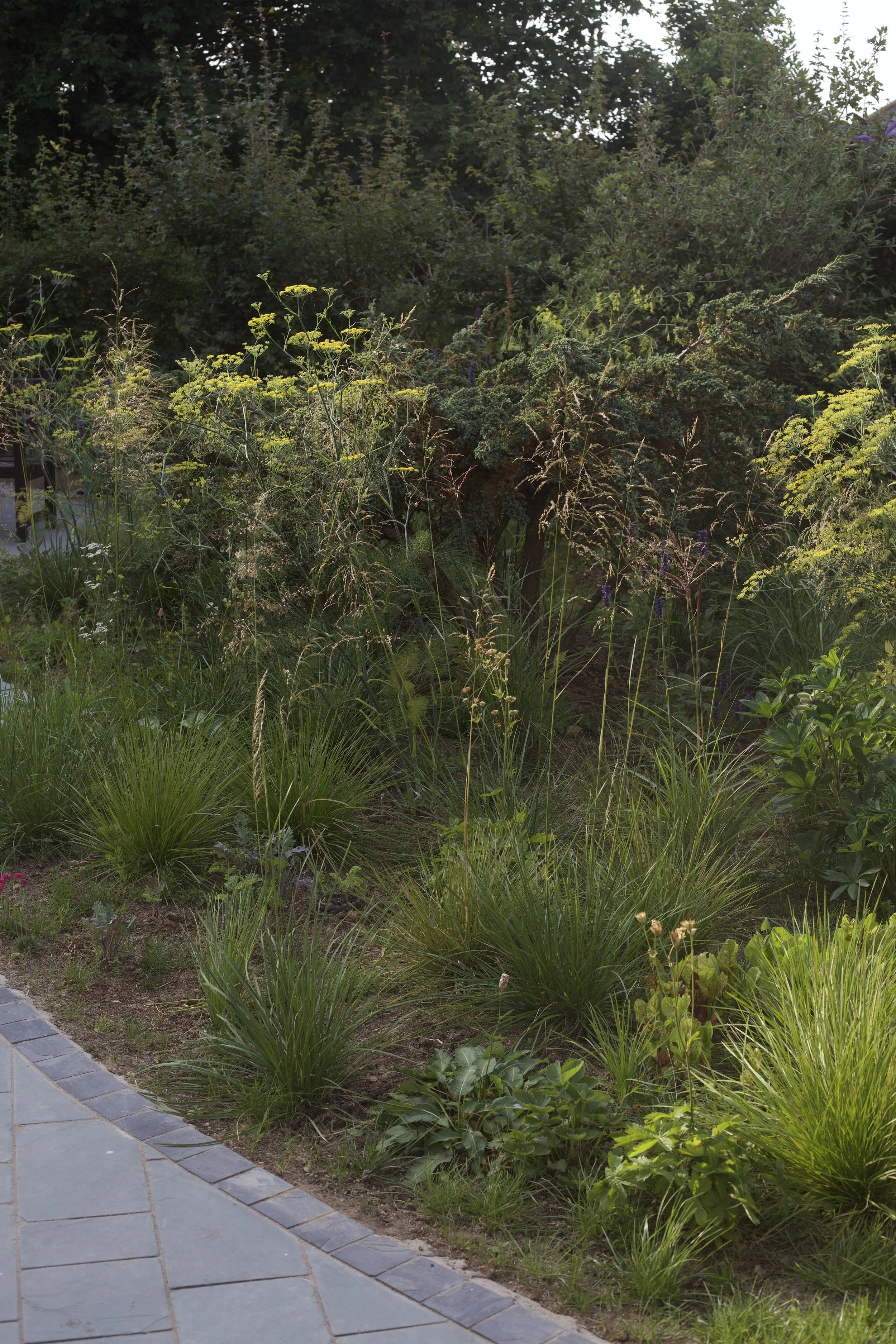 Establishing herbaceous planting scheme