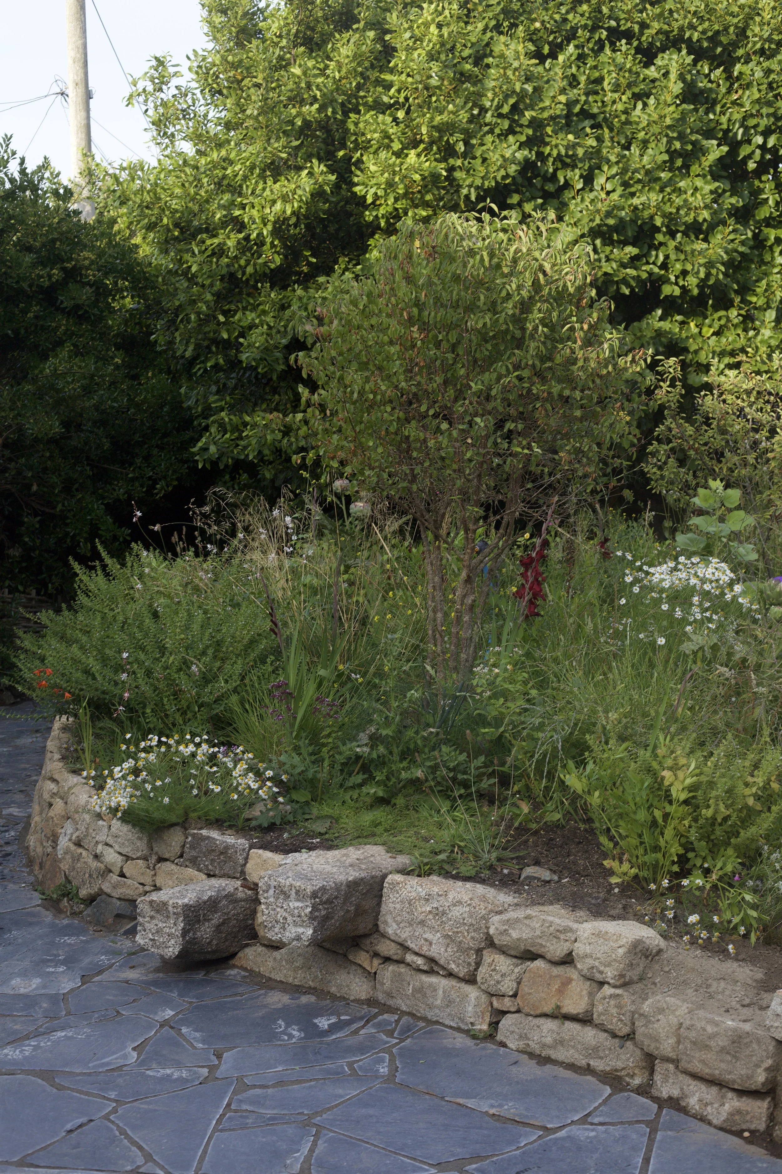 Herbaceous planting scheme with multi stem tree