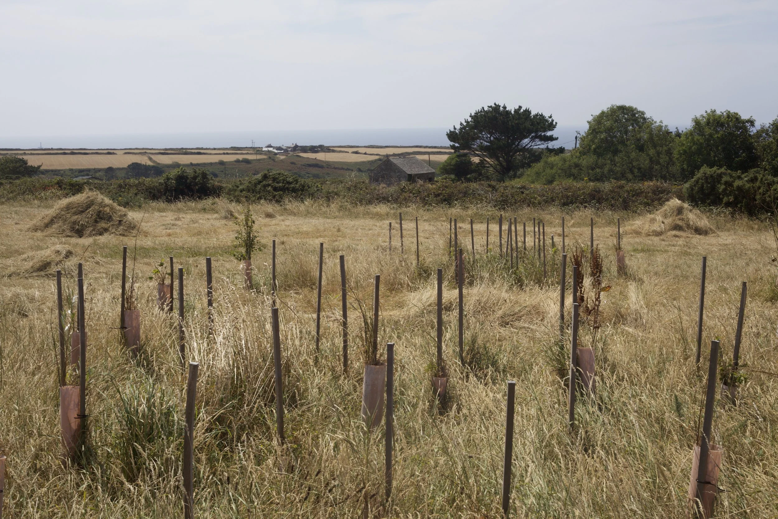 Summer meadow management