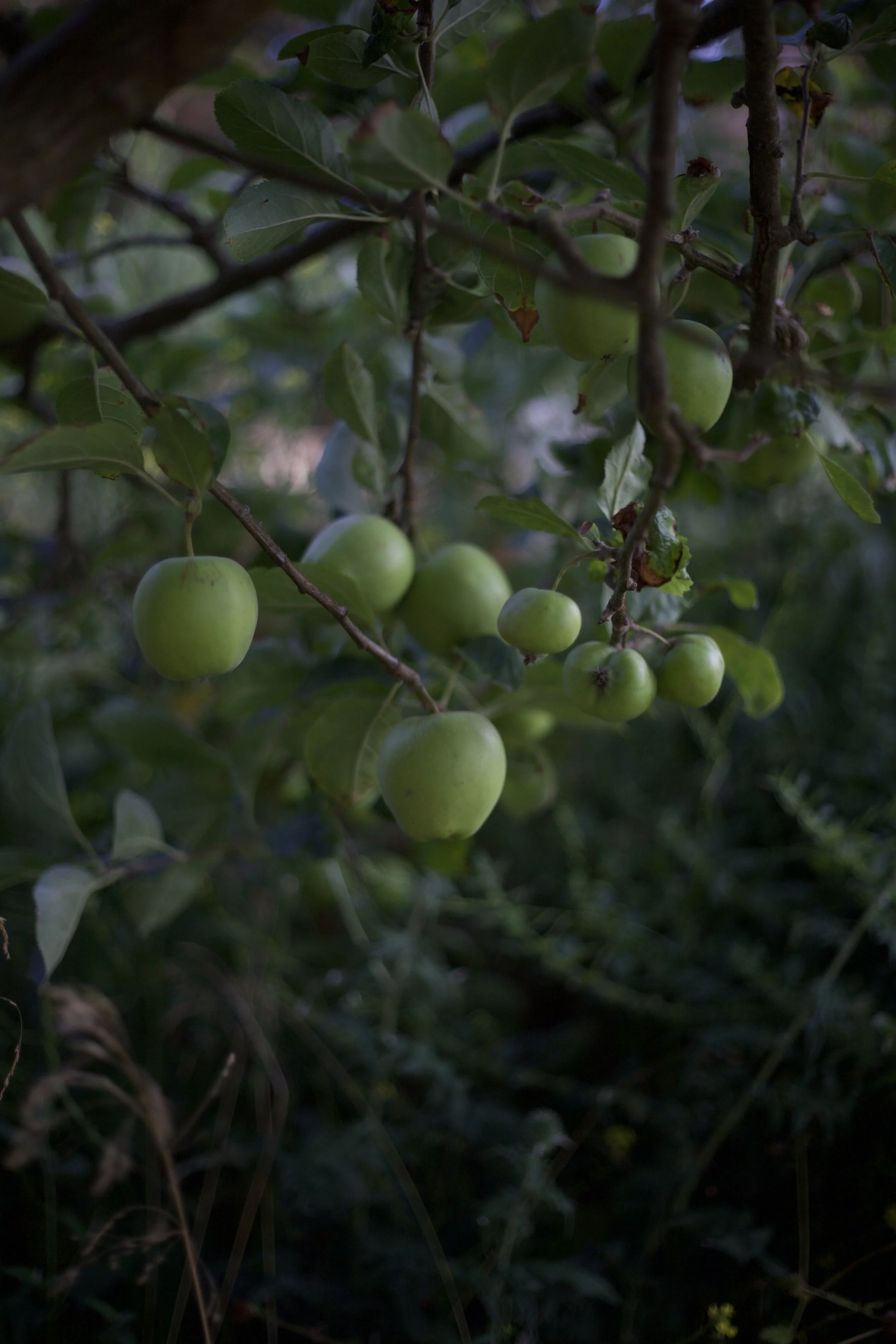 Summer fruit