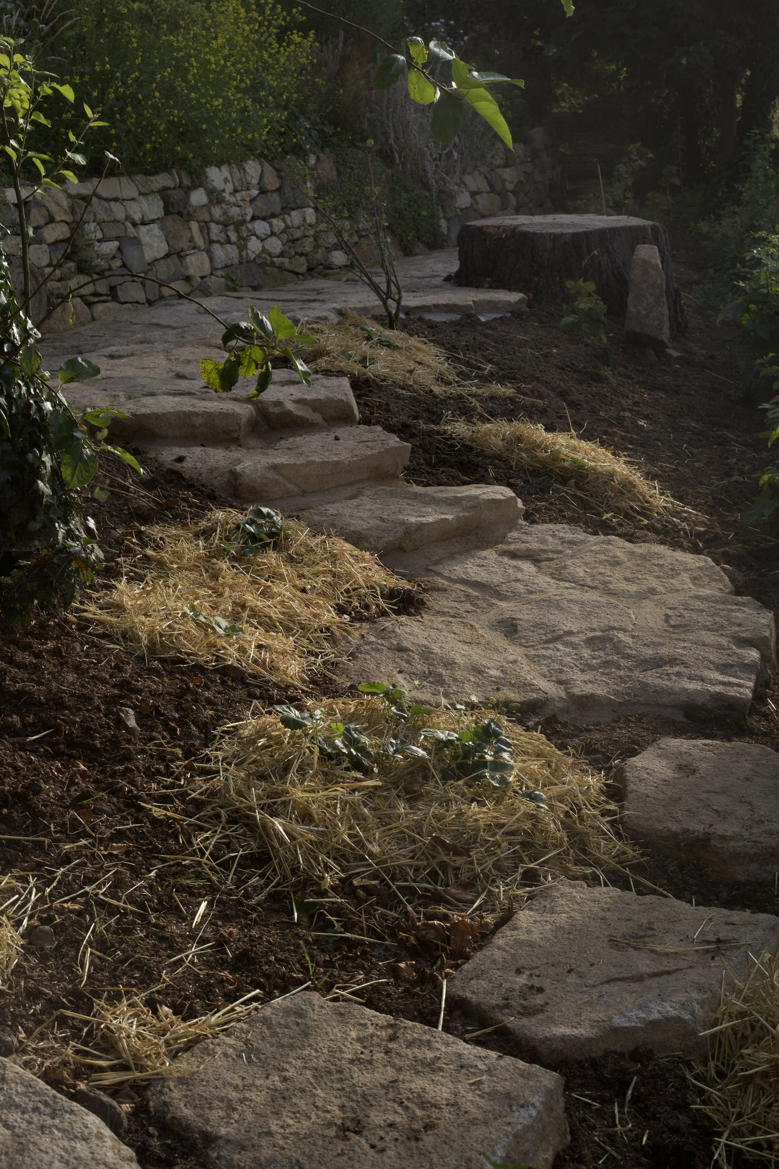 Stepping stones and mulch