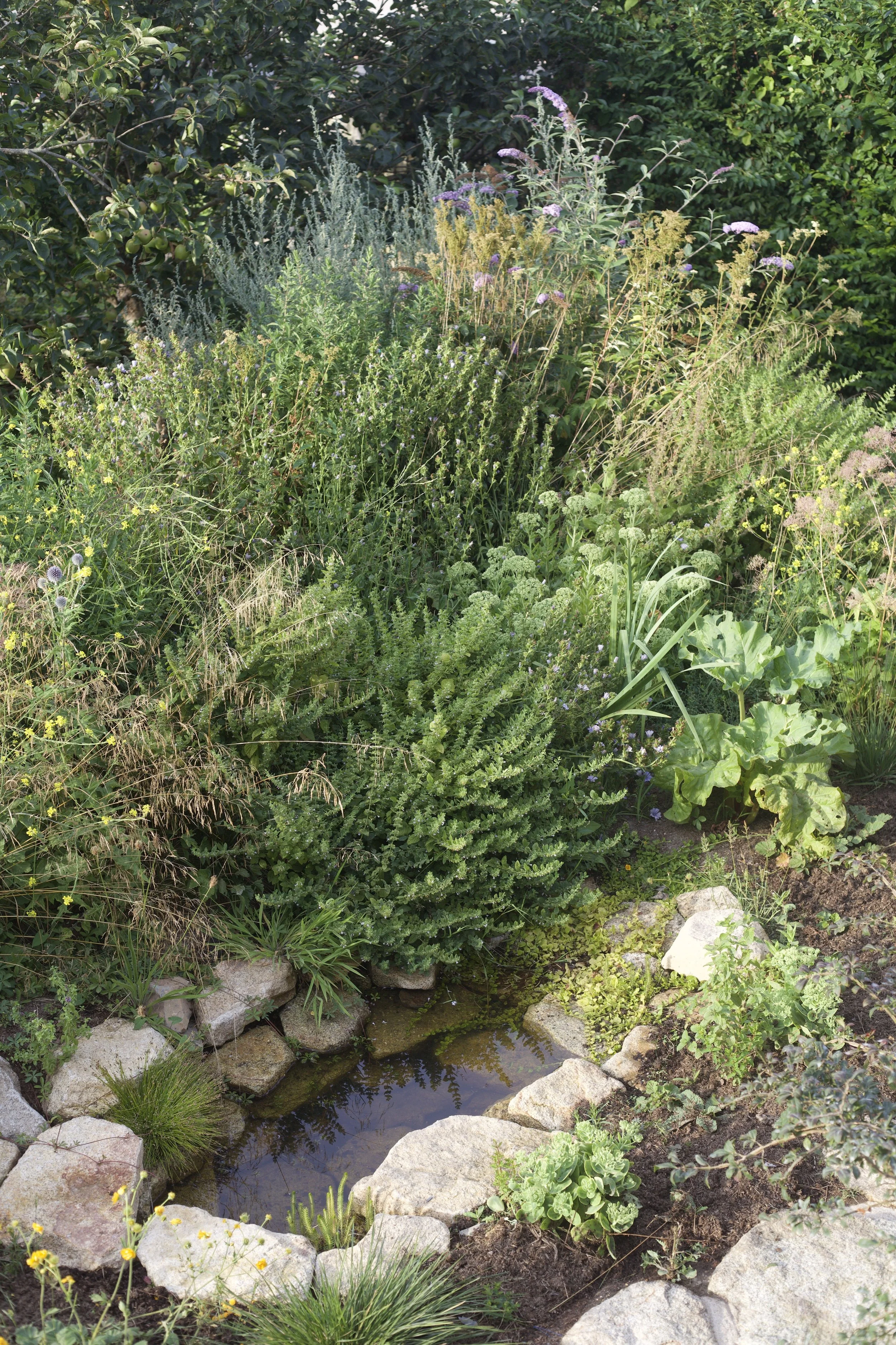 Pond edge planting