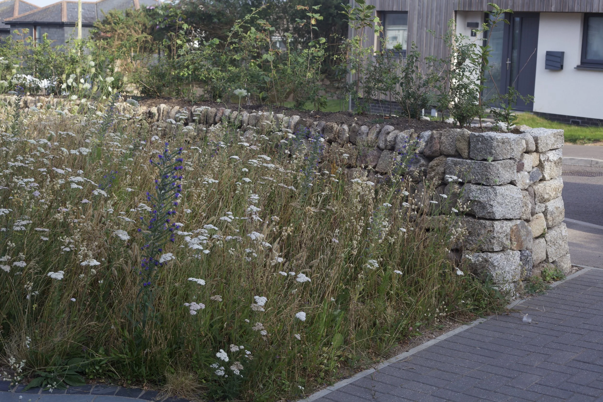 Wildflower meadow
